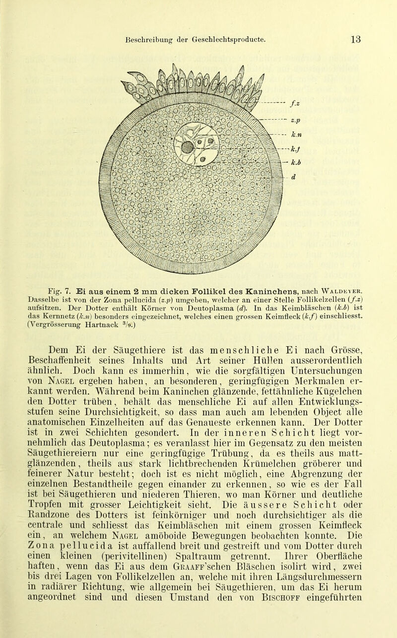 Fig. 7. Ei aus einem 2 mm dicken Follikel des Kaninchens, nach Waldeyer. Dasselbe ist von der Zona pellucida (z.p) umgeben, welcher an einer Stelle Follikelzellen (/.z) aufsitzen. Der Dotter enthält Körner von Deutoplasma {d\ In das Keimbläschen (k.b) ist das Kernnetz (k.n) besonders eingezeichnet, welches einen grossen Keimfleck (k.f) einschliesst. (Vergrösserung Hartnack 3/9.) Dem Ei der Säugethiere ist das menschliche Ei nach Grösse, Beschaffenheit seines Inhalts und Art seiner Hüben ausserordentlich ähnlich. Doch kann es immerhin, wie die sorgfältigen Untersuchungen von Nagel ergeben haben, an besonderen, geringfügigen Merkmalen er- kannt werden. Während beim Kaninchen glänzende, fettähnliche Kügelchen den Dotter trüben, behält das menschliche Ei auf allen Entwicklungs- stufen seine Durchsichtigkeit, so dass man auch am lebenden Object alle anatomischen Einzelheiten auf das Genaueste erkennen kann. Der Dotter ist in zwei Schichten gesondert. In der inneren Schicht liegt vor- nehmlich das Deutoplasma; es veranlasst hier im Gegensatz zu den meisten Säugethiereiern nur eine geringfügige Trübung, da es tlieils aus matt- glänzenden , tlieils aus stark lichtbrechenden Krümelchen gröberer und feinerer Natur besteht; doch ist es nicht möglich, eine Abgrenzung der einzelnen Bestandtheile gegen einander zu erkennen, so wie es der Fall ist bei Säugethieren und niederen Thieren. wo man Körner und deutliche Tropfen mit grosser Leichtigkeit sieht. Die äussere Schicht oder Randzone des Dotters ist feinkörniger und noch durchsichtiger als die centrale und schliesst das Keimbläschen mit einem grossen Keimtieck ein, an welchem Nagel amöboide Bewegungen beobachten konnte. Die Zona pellucida ist auffallend breit und gestreift und vom Dotter durch einen kleinen (perivitellinen) Spaltraum getrennt. Ihrer Oberfläche haften, wenn das Ei aus dem GruAFF’schen Bläschen isolirt wird, zwei bis drei Lagen von Follikelzellen an, welche mit ihren Längsdurchmessern in radiärer Richtung, wie allgemein hei Säugethieren, um das Ei herum angeordnet sind und diesen Umstand den von Bischoff eingeführten