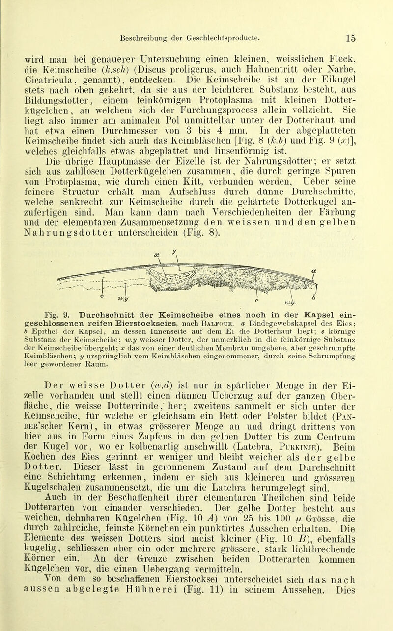 wird man bei genauerer Untersuchung einen kleinen, weisslichen Fleck, die Keimscheibe (lc.sch) (Discus proligerus, auch Hahnentritt oder Narbe, Cicatricula, genannt), entdecken. Die Keimscheibe ist an der Eikugel stets nach oben gekehrt, da sie aus der leichteren Substanz besteht, aus Bildungsdotter , einem feinkörnigen Protoplasma mit kleinen Dotter- kügelchen , an welchem sich der Furchungsprocess allein vollzieht. Sie liegt also immer am animalen Pol unmittelbar unter der Dotterhaut und hat etwa einen Durchmesser von 3 bis 4 mm. In der abgeplatteten Keimscheibe findet sich auch das Keimbläschen [Fig. 8 (h.h) und Fig. 9 (#)], welches gleichfalls etwas abgeplattet und linsenförmig ist. Die übrige Hauptmasse der Eizelle ist der Nahrungsdotter; er setzt sich aus zahllosen Dotterkügelchen zusammen, die durch geringe Spuren von Protoplasma, wie durch einen Kitt, verbunden werden, Ueber seine feinere Structur erhält man Aufschluss durch dünne Durchschnitte, welche senkrecht zur Keimscheibe durch die gehärtete Dotterkugel an- zufertigen sind. Man kann dann nach Verschiedenheiten der Färbung und der elementaren Zusammensetzung den weissen und den gelben Nahrungsdotter unterscheiden (Fig. 8). Fig. 9. Durchschnitt der Keimseheibe eines noch in der Kapsel ein- geschlossenen reifen Eierstoeksei.es, nach Balfour. a Bindegewebskapsel des Eies; b Epithel der Kapsel, an dessen Innenseite auf dem Ei die Dotterhaut, liegt; c körnige Substanz der Keimscheibe; w.y weisser Dotter, der unmerklich in die feinkörnige Substanz der Keimscheibe übergeht; x das von einer deutlichen Membran umgebene, aber geschrumpfte Keimbläschen; y ursprünglich vom Keimbläschen eingenommener, durch seine Schrumpfung leer gewordener Kaum. Der weisse Dotter (w.d) ist nur in spärlicher Menge in der Ei- zelle vorhanden und stellt einen dünnen Ueberzug auf der ganzen Ober- fläche, die weisse Dotterrinde,' her; zweitens sammelt er sich unter der Keimscheibe, für welche er gleichsam ein Bett oder Polster bildet (Pan- DER’scher Kern), in etwas grösserer Menge an und dringt drittens von liier aus in Form eines Zapfens in den gelben Dotter bis zum Centrum der Kugel vor, wo er kolbenartig anschwillt (Latebra, Purkinje). Beim Kochen des Eies gerinnt er weniger und bleibt weicher als der gelbe Dotter. Dieser lässt in geronnenem Zustand auf dem Durchschnitt eine Schichtung erkennen, indem er sich aus kleineren und grösseren Kugelschalen zusammensetzt, die um die Latebra herumgelegt sind. Auch in der Beschaffenheit ihrer elementaren Theilchen sind beide Dotterarten von einander verschieden. Der gelbe Dotter besteht aus weichen, dehnbaren Kügelchen (Fig. 10 A) von 25 bis 100 /x Grösse, die durch zahlreiche, feinste Körnchen ein punktirtes Aussehen erhalten. Die Elemente des weissen Dotters sind meist kleiner (Fig. 10 B), ebenfalls kugelig, schliessen aber ein oder mehrere grössere, stark lichtbrechende Körner ein. An der Grenze zwischen beiden Dotterarten kommen Kügelchen vor, die einen Uebergang vermitteln. Von dem so beschaffenen Eierstocksei unterscheidet sich das nach aussen abgelegte Hübnerei (Fig. 11) in seinem Aussehen. Dies