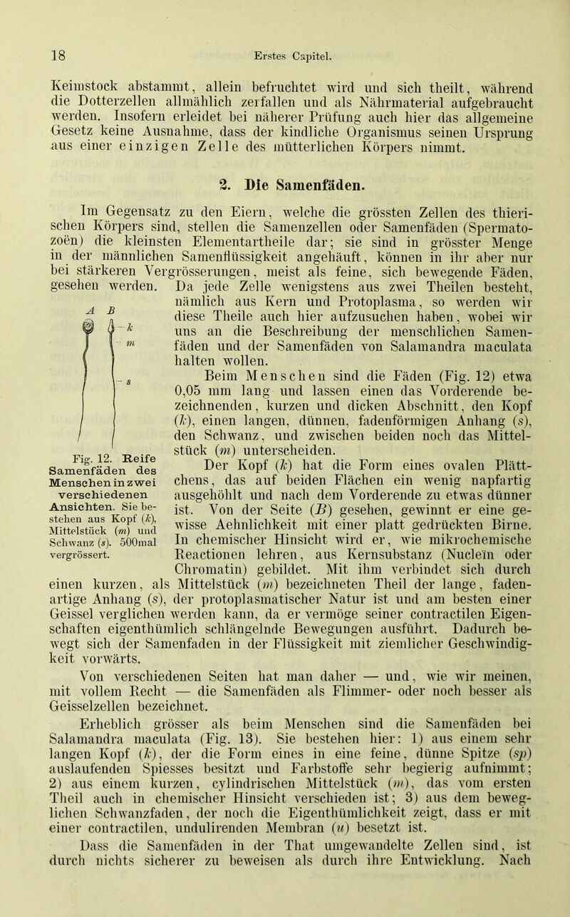Kehnstock abstammt, allein befruchtet wird und sich theilt, während die Dotterzellen allmählich zerfallen und als Nährmaterial aufgebraucht werden. Insofern erleidet bei näherer Prüfung auch hier das allgemeine Gesetz keine Ausnahme, dass der kindliche Organismus seinen Ursprung aus einer einzigen Zelle des mütterlichen Körpers nimmt. 2. Die Samenfäden. Im Gegensatz zu den Eiern, welche die grössten Zellen des thieri- schen Körpers sind, stellen die Samenzellen oder Samenfäden (Spermato- zoen) die kleinsten Elementartheile dar; sie sind in grösster Menge in der männlichen Samenhüssigkeit angehäuft, können in ihr aber nur bei stärkeren Vergrösserungen, meist als feine, sich bewegende Fäden, Da jede Zelle wenigstens aus zwei Theilen besteht, nämlich aus Kern und Protoplasma, so werden wir diese Tlieile auch hier aufzusuchen haben, wobei wir uns an die Beschreibung der menschlichen Samen- fäden und der Samenfäden von Salamandra maculata halten wollen. Beim Menschen sind die Fäden (Fig. 12) etwa 0,05 mm lang und lassen einen das Vorderende be- zeichnenden, kurzen und dicken Abschnitt, den Kopf (7r), einen langen, dünnen, fadenförmigen Anhang (s), den Schwanz, und zwischen beiden noch das Mittel- stück (m) unterscheiden. Der Kopf (ft) hat die Form eines ovalen Plätt- chens, das auf beiden Flächen ein wenig napfartig ausgehöhlt und nach dem Vorderende zu etwas dünner ist. Von der Seite (B) gesehen, gewinnt er eine ge- wisse Aehnlichkeit mit einer platt gedrückten Birne. In chemischer Hinsicht wird er, wie mikrochemische Reactionen lehren, aus Kernsubstanz (Nudeln oder Chromatin) gebildet. Mit ihm verbindet sich durch einen kurzen, als Mittelstück (m) bezeichneten Theil der lange, faden- artige Anhang (s), der protoplasmatischer Natur ist und am besten einer Geissei verglichen werden kann, da er vermöge seiner contractilen Eigen- schaften eigenthümlich schlängelnde Bewegungen ausführt. Dadurch be- wegt sich der Samenfaden in der Flüssigkeit mit ziemlicher Geschwindig- keit vorwärts. Von verschiedenen Seiten hat man daher — und, wie wir meinen, mit vollem Recht — die Samenfäden als Flimmer- oder noch besser als Geisselzellen bezeichnet. Erheblich grösser als beim Menschen sind die Samenfäden bei Salamandra maculata (Fig. 18). Sie bestehen hier: 1) aus eiuem sehr langen Kopf (ft), der die Form eines in eine feine, dünne Spitze (sp) auslaufenden Spiesses besitzt und Farbstoffe sehr begierig aufnimmt; 2) aus einem kurzen, cylindrischen Mittelstück (m), das vom ersten Theil auch in chemischer Hinsicht verschieden ist; 3) aus dem beweg- lichen Schwanzfaden, der noch die Eigenthümlichkeit zeigt, dass er mit einer contractilen, undulirenden Membran (u) besetzt ist. Dass die Samenfäden in der That umgewandelte Zellen sind, ist durch nichts sicherer zu beweisen als durch ihre Entwicklung. Nach gesehen werden. A B Fig. 12. Reife Samenfäden des Menschen in zwei verschiedenen Ansichten. Sie be- stehen aus Kopf (&), Mittelstück (m) und Schwanz (s). SOOmal vergrössert.