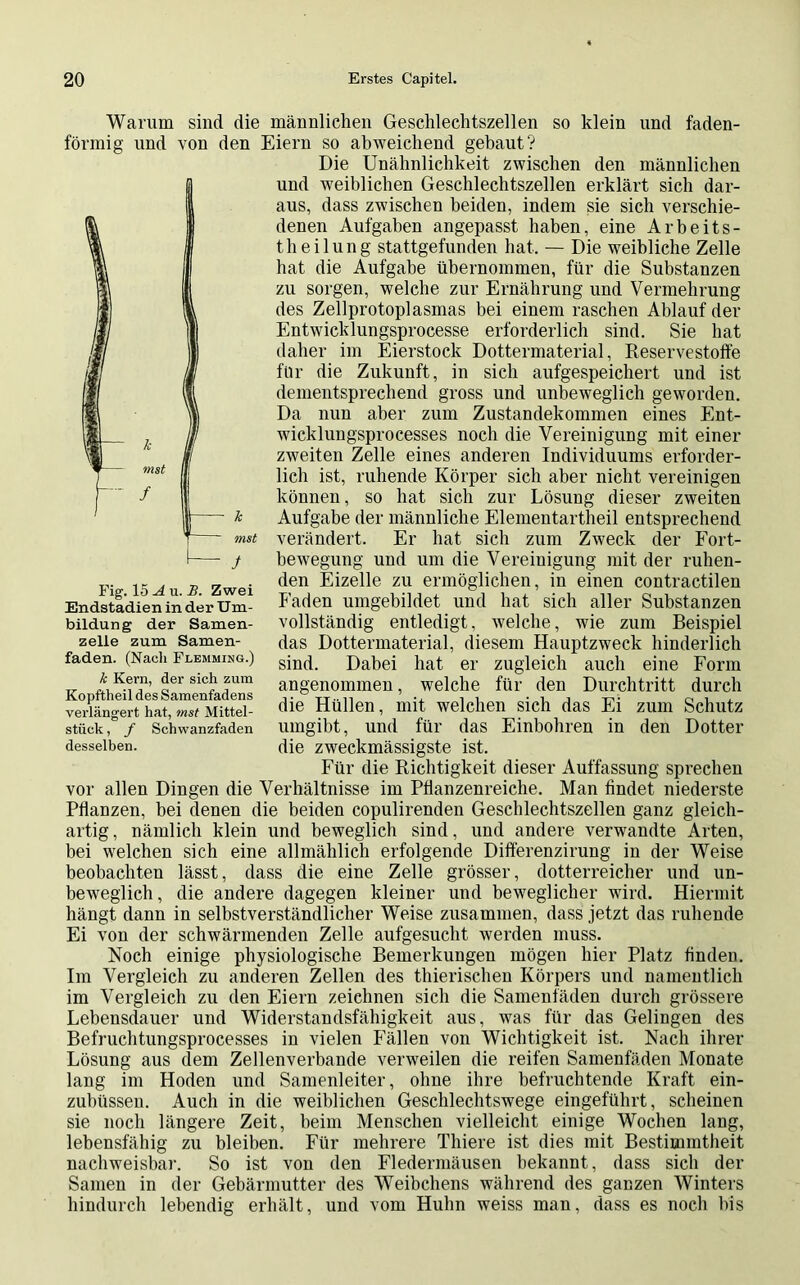 I mst f Warum sind die männlichen Geschlechtszellen so klein und faden- förmig und von den Eiern so abweichend gebaut? Die Unähnlichkeit zwischen den männlichen und weiblichen Geschlechtszellen erklärt sich dar- aus, dass zwischen beiden, indem sie sich verschie- denen Aufgaben angepasst haben, eine Arbeits- theilung stattgefunden hat, — Die weibliche Zelle hat die Aufgabe übernommen, für die Substanzen zu sorgen, welche zur Ernährung und Vermehrung des Zellprotoplasmas bei einem raschen Ablauf der Entwicklungsprocesse erforderlich sind. Sie hat daher im Eierstock Dottermaterial, Reservestoffe für die Zukunft, in sich aufgespeichert und ist dementsprechend gross und unbeweglich geworden. Da nun aber zum Zustandekommen eines Ent- wicklungsprocesses noch die Vereinigung mit einer zweiten Zelle eines anderen Individuums erforder- lich ist, ruhende Körper sich aber nicht vereinigen können, so hat sich zur Lösung dieser zweiten Aufgabe der männliche Elementartheil entsprechend verändert. Er hat sich zum Zweck der Fort- bewegung und um die Vereinigung mit der ruhen- den Eizelle zu ermöglichen, in einen contractilen Faden umgebildet und hat sich aller Substanzen vollständig entledigt, welche, wie zum Beispiel das Dottermaterial, diesem Hauptzweck hinderlich sind. Dabei hat er zugleich auch eine Form angenommen, welche für den Durchtritt durch die Hüllen, mit welchen sich das Ei zum Schutz umgibt, und für das Einbohren in den Dotter die zweckmässigste ist. Für die Richtigkeit dieser Auffassung sprechen vor allen Dingen die Verhältnisse im Pflanzenreiche. Man findet niederste Pflanzen, bei denen die beiden copulirenden Geschlechtszellen ganz gleich- artig, nämlich klein und beweglich sind, und andere verwandte Arten, bei welchen sich eine allmählich erfolgende Differenzirung in der Weise beobachten lässt, dass die eine Zelle grösser, dotterreicher und un- beweglich, die andere dagegen kleiner und beweglicher wird. Hiermit hängt dann in selbstverständlicher Weise zusammen, dass jetzt das ruhende Ei von der schwärmenden Zelle aufgesucht werden muss. Noch einige physiologische Bemerkungen mögen hier Platz finden. Im Vergleich zu anderen Zellen des thierischen Körpers und namentlich im Vergleich zu den Eiern zeichnen sich die Samenfäden durch grössere Lebensdauer und Widerstandsfähigkeit aus, was für das Gelingen des Befruchtungsprocesses in vielen Fällen von Wichtigkeit ist. Nach ihrer Lösung aus dem Zellenverbande verweilen die reifen Samenfäden Monate lang im Hoden und Samenleiter, ohne ihre befruchtende Kraft ein- zubüssen. Auch in die weiblichen Geschlechtswege eingeführt, scheinen sie noch längere Zeit, beim Menschen vielleicht einige Wochen laug, lebensfähig zu bleiben. Für mehrere Tliiere ist dies mit Bestimmtheit nachweisbar. So ist von den Fledermäusen bekannt, dass sich der Samen in der Gebärmutter des Weibchens während des ganzen Winters hindurch lebendig erhält, und vom Huhn weiss man, dass es noch bis mst 1 s Fig. 15 A u. S. Zwei Endstadien in der Um- bildung der Samen- zelle zum Samen- faden. (Nach Flemming.) k Kern, der sich zum Kopftheil des Samenfadens verlängert hat, mst Mittel- stück , f Schwanzfaden desselben.