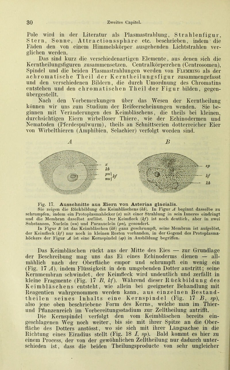 Pole wird in der Literatur als Plasmastralilung, Strahlenfigur, Stern, Sou ne, Attractionssphäre etc. beschrieben, indem die Fäden den von einem Himmelskörper ausgehenden Lichtstrahlen ver- glichen werden. Das sind kurz die verschiedenartigen Elemente, aus denen sich die Kerntheilungsfiguren zusammensetzen. Centralkörperchen (Centrosomen), Spindel und die beiden Plasmastrahlungen werden von Flemming als der achromatische Theil der Kerntheilungsfigur zusammengefasst und den verschiedenen Bildern, die durch Umordnung des Chromatins entstehen und den chromatischen Theil der Figur bilden, gegen- übergestellt. Nach den Vorbemerkungen über das Wesen der Kerntheilung können wir uns zum Studium der Reifeerscheinungen wenden. Sie be- ginnen mit Veränderungen des Keimbläschens, die theils bei kleinen, durchsichtigen Eiern wirbelloser Thiere, wie der Echinodermen und Nematoden (Pferdespulwurm), theils an Schnittserien dotterreicher Eier von Wirbelthieren (Amphibien, Selachier) verfolgt worden sind. A B Fig. 17. Ausschnitte aus Eiern von Asterias glacialis. Sie zeigen clie Rückbildung des Keimbläschens {kV). In Figur A beginnt dasselbe zu schrumpfen, indem ein Protoplasmahöcker (x) mit einer Strahlung in sein Inneres eindringt und die Membran daselbst auf löst. Der Keimfleck (kf) ist noch deutlich, aber in zwei Substanzen, Nucle'in (nu) und Paranuclein (pn), gesondert. In Figur B ist das Keimbläschen {kb) ganz geschrumpft, seine Membran ist aufgelöst, der Keimfleck (kf) nur noch in kleinen Resten vorhanden, in der Gegend des Protoplasma- höckers der Figur A ist eine Kernspindel (s^>) in Ausbildung begriffen. Das Keimbläschen rückt aus der Mitte des Eies — zur Grundlage der Beschreibung mag uns das Ei eines Echinoderms dienen — all- mählich nach der Oberfläche empor und schrumpft ein wenig ein (Fig. 17 A), indem Flüssigkeit in den umgebenden Dotter austritt; seine Kernmembran schwindet, der Keimfleck wird undeutlich und zerfällt in kleine Fragmente (Fig. 17 B, kf). Während dieser Rückbildung des Keimbläschens entsteht, wie allein bei geeigneter Behandlung mit Reagentien wahrgenommen werden kann, aus einzelnen Bestand- theilen seines Inhalts eine Kernspindel (Fig. 17 B, sp), also jene oben beschriebene Form des Kerns, welche man im Thier- und Pflanzenreich im Vorbereitungsstadium zur Zelltheilung antrifft. Die Kernspindel verfolgt den vom Keimbläschen bereits ein- gesclilagenen Weg noch weiter, bis sie mit ihrer Spitze an die Ober- fläche des Dotters anstösst, wo sie sich mit ihrer Längsachse in die Richtung eines Eiradius stellt (Fig. 18 /, sp). Bald kommt es hier zu einem Process, der von der gewöhnlichen Zelltheilung nur dadurch unter- schieden ist, dass die beiden Theilungsproducte von sehr ungleicher