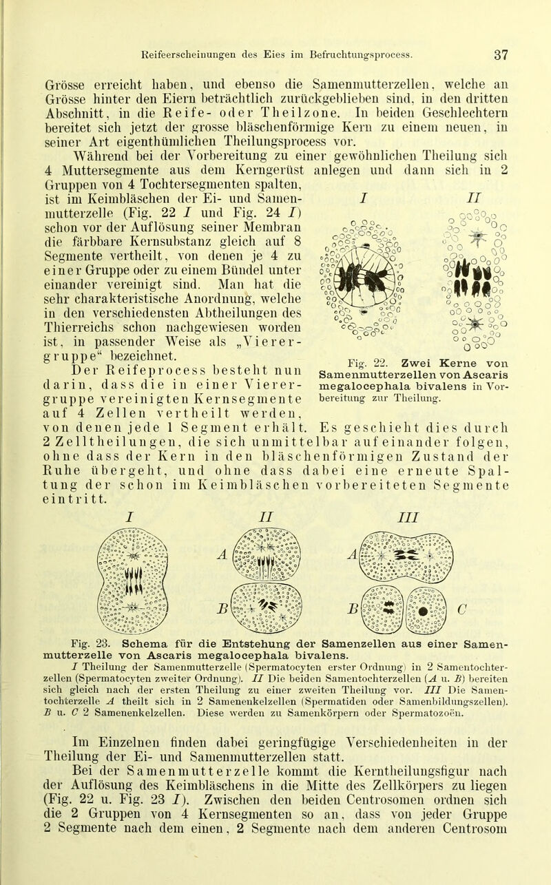 Grösse erreicht haben, und ebenso die Samenmutterzellen, welche an Grösse hinter den Eiern beträchtlich zurückgeblieben sind, in den dritten Abschnitt, in die Reife- oder Theilzone. In beiden Geschlechtern bereitet sich jetzt der grosse bläschenförmige Kern zu einem neuen, in seiner Art eigentümlichen Theilungsprocess vor. Während bei der Vorbereitung zu einer gewöhnlichen Theilung sich 4 Muttersegmente aus dem Kerngerüst anlegen und dann sich in 2 Gruppen von 4 Tochtersegmenten spalten, ist im Keimbläschen der Ei- und Samen- mutterzelle (Fig. 22 I und Fig. 24 I) schon vor der Auflösung seiner Membran die färbbare Kernsubstanz gleich auf 8 Segmente vertheilt, von denen je 4 zu einer Gruppe oder zu einem Bündel unter einander vereinigt sind. Man hat die sehr charakteristische Anordnung, welche in den verschiedensten Abtheilungen des Thierreichs schon nachgewiesen worden ist, in passender Weise als „Vierer- gruppe“ bezeichnet. Der Reifeprocess besteht nun darin, dass die in einer Vierer- gruppe vereinigten Kern Segmente auf 4 Zellen vertheilt werden, von denen jede 1 Segment e r li ä 11, 2 Zelltheilungen, die sich unmittelbar aufeinander folgen, oline dass der Kern in den bläschenförmigen Zustand der Ruhe übergeht, und ohne dass dabei eine erneute Spal- tung der schon im Keimbläschen vorbereiteten Segmente e i n t r i 11. I II III Fig. 23. Schema für die Entstehung der Samenzellen aus einer Samen- mutterzelle von Ascaris megalocephala bivalens. I Theilung der Samenmutterzelle (Spermatocyten erster Ordnung) in 2 Samentochter- zellen (Spermatocyten zweiter Ordnung], II Die beiden Samentochterzellen (A u. B) bereiten sich gleich nach der ersten Theilung zu einer zweiten Theilung vor. III Die Samen- tochterzelle A theilt sich in 2 Sameneukelzellen (Spermatiden oder Samenbildungszellen). B u. C 2 Samenenkelzellen. Diese werden zu Samenkörpern oder Spermatozoen. I o o o, >or oOOi c0o2/ c&> -C) 0°<fc Fig. 22. Zwei Kerne von Samenmutterzellen von Ascaris megalocephala bivalens in Vor- bereitung zur Theilung. Es geschieht dies durch Im Einzelnen finden dabei geringfügige Verschiedenheiten in der Theilung der Ei- und Samenmutterzellen statt. Bei der Samenmutt er zelle kommt die Kerntheilungsfigur nach der Auflösung des Keimbläschens in die Mitte des Zellkörpers zu liegen (Fig. 22 u. Fig. 23 I). Zwischen den beiden Centrosomen ordnen sich die 2 Gruppen von 4 Kernsegmenten so an, dass von jeder Gruppe 2 Segmente nach dem einen, 2 Segmente nach dem anderen Centrosom
