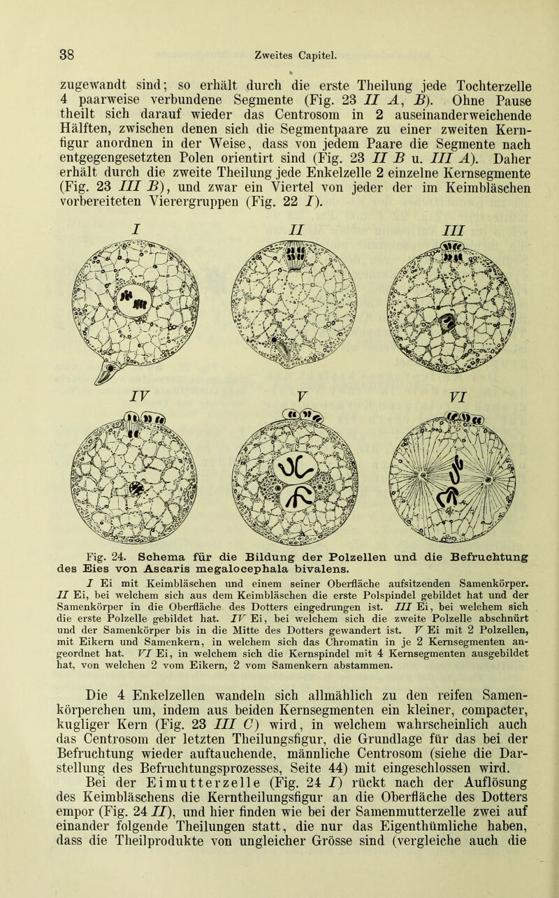 zugewandt sind; so erhält durch die erste Theilung jede Tochterzelle 4 paarweise verbundene Segmente (Fig. 23 II A, B). Ohne Pause theilt sich darauf wieder das Centrosom in 2 auseinanderweichende Hälften, zwischen denen sich die Segmentpaare zu einer zweiten Kern- figur anordnen in der Weise, dass von jedem Paare die Segmente nach entgegengesetzten Polen orientirt sind (Fig. 23 II B u. III A). Daher erhält durch die zweite Theilung jede Enkelzelle 2 einzelne Kernsegmente (Fig. 23 III B), und zwar ein Viertel von jeder der im Keimbläschen vorbereiteten Vierergruppen (Fig. 22 I). Fig. 24. Schema für die Bildung der Polzellen und die Befruchtung des Eies von Ascaris megalocephala bivalens. I Ei mit Keimbläschen und einem seiner Oberfläche aufsitzenden Samenkörper. II Ei, bei welchem sich aus dem Keimbläschen die erste Polspindel gebildet hat und der Samenkörper in die Oberfläche des Dotters eingedrungen ist. III Ei, bei welchem sich die erste Polzelle gebildet hat. IV Ei, bei welchem sich die zweite Polzelle abschnürt und der Samenkörper bis in die Mitte des Dotters gewandert ist. V Ei mit 2 Polzellen, mit Eikern und Samenkern, in welchem sich das Chromatin in je 2 Kemsegmenten an- geordnet hat. VI Ei, in welchem sich die Kernspindel mit 4 Kernsegmenten ausgebildet hat, von welchen 2 vom Eikern, 2 vom Samenkern abstammen. Die 4 Enkelzellen wandeln sich allmählich zu den reifen Samen- körperchen um, indem aus beiden Kernsegmenten ein kleiner, compacter, kugliger Kern (Fig. 23 III C) wird, in welchem wahrscheinlich auch das Centrosom der letzten Theilungsfigur, die Grundlage für das bei der Befruchtung wieder auftauchende, männliche Centrosom (siehe die Dar- stellung des Befruchtungsprozesses, Seite 44) mit eingeschlossen wird. Bei der Eimutterzelle (Fig. 24 J) rückt nach der Auflösung des Keimbläschens die Kerntheilungsfigur an die Oberfläche des Dotters empor (Fig. 24II), und hier finden wie bei der Samenmutterzelle zwei auf einander folgende Theilungen statt, die nur das Eigenthümliche haben, dass die Theilprodukte von ungleicher Grösse sind (vergleiche auch die