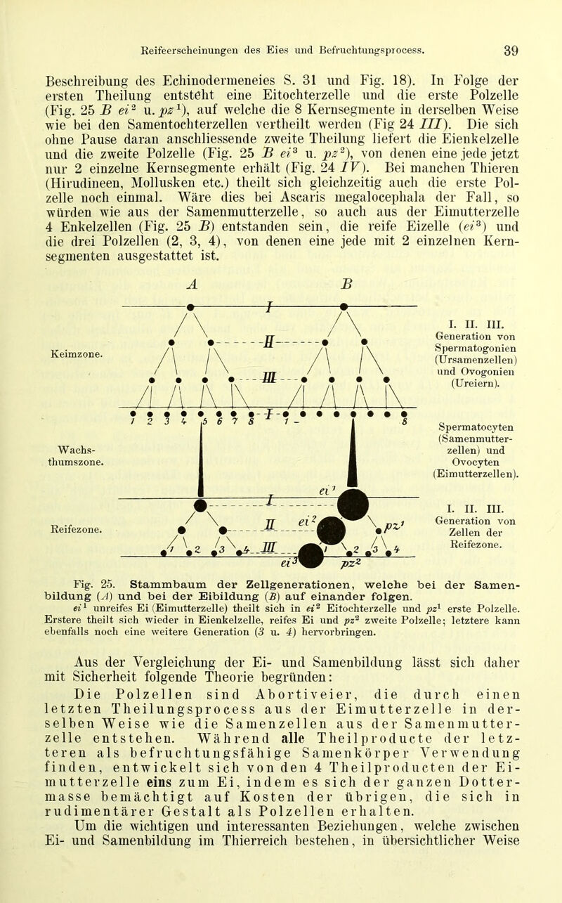 Beschreibung des Echinodermeneies S. 31 und Fig. 18). In Folge der ersten Theilung entsteht eine Eitochterzelle und die erste Polzelle (Fig. 25 B ei2 u. pz1), auf welche die 8 Kernsegmente in derselben Weise wie bei den Samentochterzellen vertheilt werden (Fig 24 III). Die sich ohne Pause daran anschliessende zweite Theilung liefert die Eienkelzelle und die zweite Polzelle (Fig. 25 B ei3 u. pz2), von denen eine jede jetzt nur 2 einzelne Kernsegmente erhält (Fig. 24 IV). Bei manchen Thieren (Hirudineen, Mollusken etc.) theilt sich gleichzeitig auch die erste Pol- zelle noch einmal. Wäre dies bei Ascaris megalocephala der Fall, so würden wie aus der Samenmutterzelle, so auch aus der Eimutterzelle 4 Enkelzellen (Fig. 25 B) entstanden sein, die reife Eizelle (ei3) und die drei Polzellen (2, 3, 4), von denen eine jede mit 2 einzelnen Kern- segmenten ausgestattet ist. A B Keimzone. H Wachs- thumszone. Reifezone. I. II. III. Generation von Spermatogonien (Ursamenzellen) und Ovogonien (Ureiern). Spermatocyten (Samenmutter- zellen) und Ovocyten (Eimutterzellen). I. II. III. Generation von Zellen der Reifezone. Fig. 25. Stammbaum der Zellgenerationen, welche bei der Samen- bildung (vi) und bei der Eibildung (B) auf einander folgen. ei1 unreifes Ei (Eimutterzelle) theilt sich in ei2 Eitochterzelle und pz1 erste Polzelle. Erstere theilt sich wieder in Eienkelzelle, reifes Ei und pz1 zweite Polzelle; letztere kann ebenfalls noch eine weitere Generation (3 u. 4) hervorbringen. Aus der Vergleichung der Ei- und Samenbildung lässt sich daher mit Sicherheit folgende Theorie begründen: Die Polzellen sind Abortiveier, die durch einen letzten Theilungsprocess aus der Eimutterzelle in der- selben Weise wie die Samenzellen aus der Samenmutter- zelle entstehen. Während alle Theilproducte der letz- teren als befruchtungsfähige Samenkörper Verwendung finden, entwickelt sich von den 4 Theilproducten der Ei- mutterzelle eins zum Ei, indem es sich der ganzen Dotter- masse bemächtigt auf Kosten der übrigen, die sich in rudimentärer Gestalt als Polzellen erhalten. Um die wichtigen und interessanten Beziehungen, welche zwischen Ei- und Samenbildung im Thierreich bestehen, in übersichtlicher Weise