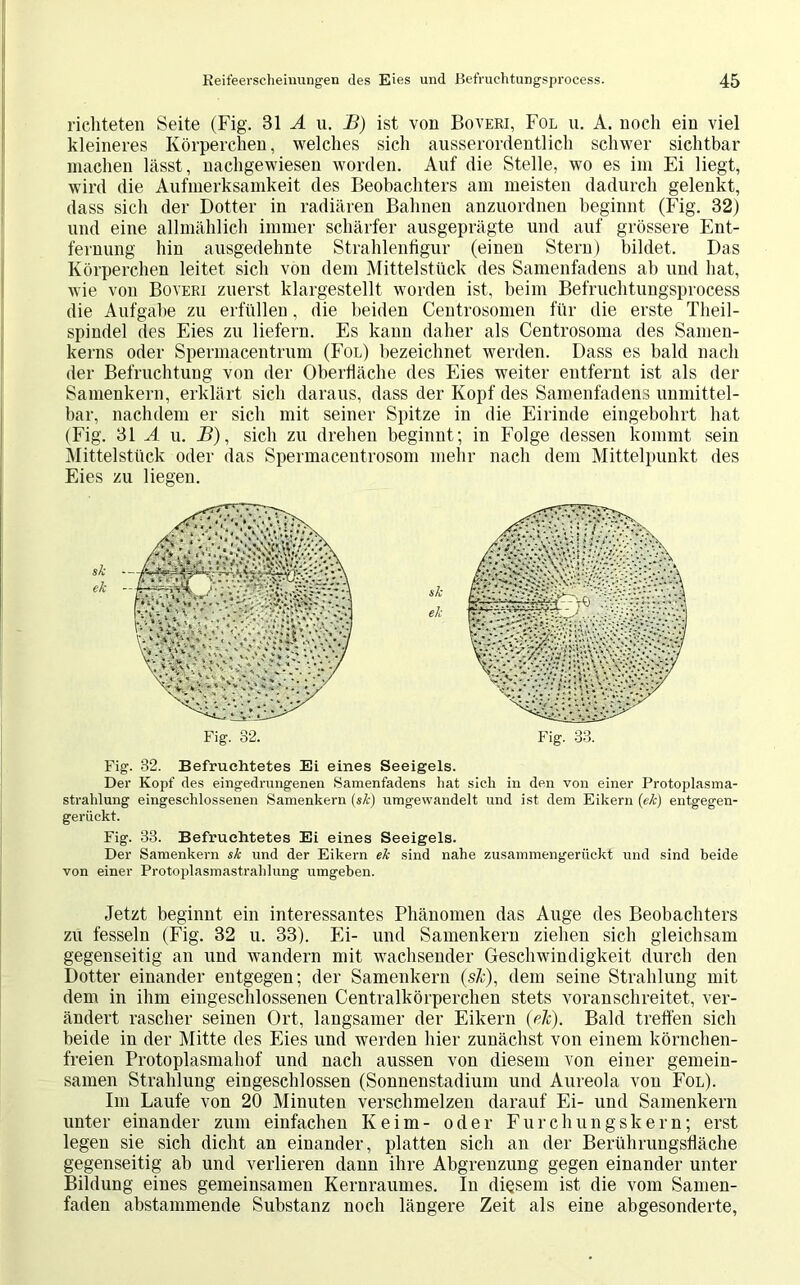 richteten Seite (Fig. 31 A u. B) ist von Boveri, Fol u. A. noch ein viel kleineres Körperchen, welches sich ausserordentlich schwer sichtbar machen lässt, nachgewiesen worden. Auf die Stelle, wo es im Ei liegt, wird die Aufmerksamkeit des Beobachters am meisten dadurch gelenkt, dass sich der Dotter in radiären Bahnen anzuordnen beginnt (Fig. 32) und eine allmählich immer schärfer ausgeprägte und auf grössere Ent- fernung hin ausgedehnte Strahlenfigur (einen Stern) bildet. Das Körperchen leitet sich von dem Mittelstück des Samenfadens ah und hat, wie von Boveri zuerst klargestellt worden ist, beim Befruchtungsprocess die Aufgabe zu erfüllen. die beiden Centrosomen für die erste Theil- spindel des Eies zu liefern. Es kann daher als Centrosoma des Samen- kerns oder Spermacentrum (Fol) bezeichnet werden. Dass es bald nach der Befruchtung von der Oberfläche des Eies weiter entfernt ist als der Samenkern, erklärt sich daraus, dass der Kopf des Samenfadens unmittel- bar, nachdem er sich mit seiner Spitze in die Eirinde eingebohrt hat (Fig. 31 A u. B), sich zu drehen beginnt; in Folge dessen kommt sein Mittelstück oder das Spermaceutrosom mehr nach dem Mittelpunkt des Eies zu liegen. Fig. 82. Befruchtetes Ei eines Seeigels. Der Kopf des eingedrungenen Samenfadens hat sich in den von einer Protoplasma- Strahlung eingeschlossenen Samenkern (sk) umgewandelt und ist dem Eikern (ek) entgegen- gerückt. Fig. 33. Befruchtetes Ei eines Seeigels. Der Samenkern sk und der Eikern ek sind nahe zusammengerückt und sind beide von einer Protoplasmastrahlung umgeben. Jetzt beginnt ein interessantes Phänomen das Auge des Beobachters zu fesseln (Fig. 32 u. 33). Ei- und Samenkern ziehen sich gleichsam gegenseitig an und wandern mit wachsender Geschwindigkeit durch den Dotter einander entgegen; der Samenkern (sk), dem seine Strahlung mit dem in ihm eingeschlossenen Centralkörperchen stets voranschreitet, ver- ändert rascher seinen Ort, langsamer der Eikern (ek). Bald treffen sich beide in der Mitte des Eies und werden hier zunächst von einem körnchen- freien Protoplasmahof und nach aussen von diesem von einer gemein- samen Strahlung eingeschlossen (Sonnenstadium und Aureola von Fol). Im Laufe von 20 Minuten verschmelzen darauf Ei- und Samenkern unter einander zum einfachen Keim- oder Furchungskern; erst legen sie sich dicht an einander, platten sich an der Berührungsfläche gegenseitig ab und verlieren dann ihre Abgrenzung gegen einander unter Bildung eines gemeinsamen Kernraumes. In diesem ist die vom Samen- faden abstammende Substanz noch längere Zeit als eine abgesonderte, sk ek Fig. 32. Fig. 33.