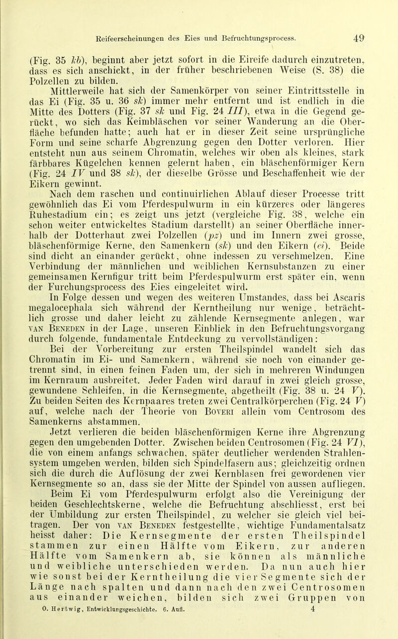 (Fig. 35 Jcb), beginnt aber jetzt sofort in die Eireife dadurch einzutreten, dass es sich anschickt, in der früher beschriebenen Weise (S. 38) die Polzellen zu bilden. Mittlerweile hat sich der Samenkörper von seiner Eintrittsstelle in das Ei (Fig. 35 u. 36 sJc) immer mehr entfernt und ist endlich in die Mitte des Dotters (Fig. 37 sJc und Fig. 24 III), etwa in die Gegend ge- rückt, wo sich das Keimbläschen vor seiner Wanderung an die Ober- fläche befunden hatte; auch hat er in dieser Zeit seine ursprüngliche Form und seine scharfe Abgrenzung gegen den Dotter verloren. Hier entsteht nun aus seinem Chromatin, welches wir oben als kleines, stark färbbares Kügelchen kennen gelernt haben, ein bläschenförmiger Kern (Fig. 24 IV und 38 .sä:), der dieselbe Grösse und Beschaffenheit wie der Eikern gewinnt. Nach dem raschen und continuirlichen Ablauf dieser Processe tritt gewöhnlich das Ei vom Pferdespulwurm in ein kürzeres oder längeres Ruhestadium ein; es zeigt uns jetzt (vergleiche Fig. 38, welche ein schon weiter entwickeltes Stadium darstellt) an seiner Oberfläche inner- halb der Dotterhaut zwei Polzellen (ps) und im Innern zwei grosse, bläschenförmige Kerne, den Samenkern (sie) und den Eikern (ei). Beide sind dicht an einander gerückt, ohne indessen zu verschmelzen. Eine Verbindung der männlichen und weiblichen Kernsubstanzen zu einer gemeinsamen Kernfigur tritt beim Pferdespulwurm erst später ein, wenn der Furchungsprocess des Eies eingeleitet wird. In Folge dessen und wegen des weiteren Umstandes, dass bei Ascaris megalocephala sich während der Kerntheilung nur wenige, beträcht- lich grosse und daher leicht zu zählende Kernsegmente anlegen, war van Beneden in der Lage, unseren Einblick in den Befruchtungsvorgang durch folgende, fundamentale Entdeckung zu vervollständigen: Bei der Vorbereitung zur ersten Theilspindel wandelt sich das Chromatin im Ei- und Samenkern, während sie noch von einander ge- trennt sind, in einen feinen Faden um, der sich in mehreren Windungen im Kernraum ausbreitet. Jeder Faden wird darauf in zwei gleich grosse, gewundene Schleifen, in die Kernsegmente, abgetheilt (Fig. 38 u. 24 V). Zu beiden Seiten des Kernpaares treten zwei Centralkörperchen (Fig. 24 V) auf, welche nach der Theorie von Boveri allein vom Centrosom des Samenkerns abstammen. Jetzt verlieren die beiden bläschenförmigen Kerne ihre Abgrenzung gegen den umgebenden Dotter. Zwischen beiden Centrosomen (Fig. 24 VI), die von einem anfangs schwachen, später deutlicher werdenden Strahlen- system umgeben werden, bilden sich Spindelfasern aus; gleichzeitig ordnen sich die durch die Auflösung der zwei Kernblasen frei gewordenen vier Kernsegmente so an, dass sie der Mitte der Spindel von aussen aufliegen. Beim Ei vom Pferdespulwurm erfolgt also die Vereinigung der beiden Geschlechtskerne, welche die Befruchtung abschliesst, erst bei der Umbildung zur ersten Theilspindel, zu welcher sie gleich viel bei- tragen. Der von van Beneden festgestellte, wichtige Fundamentalsatz heisst daher: Die Kernsegmente der ersten Theilspindel stammen zur einen Hälfte vom Eikern, zur anderen Hälfte vom Samenkern ab, sie können als männliche und weibliche unterschieden werden. Da nun auch hier wie sonst bei der Kerntheilung die vier Segmente sich der Länge nach spalten und dann nach den zwei Centrosomen aus einander weichen, bilden sich zwei Gruppen von O. Hertwig, Entwicklungsgeschichte. 6. Aufl. 4