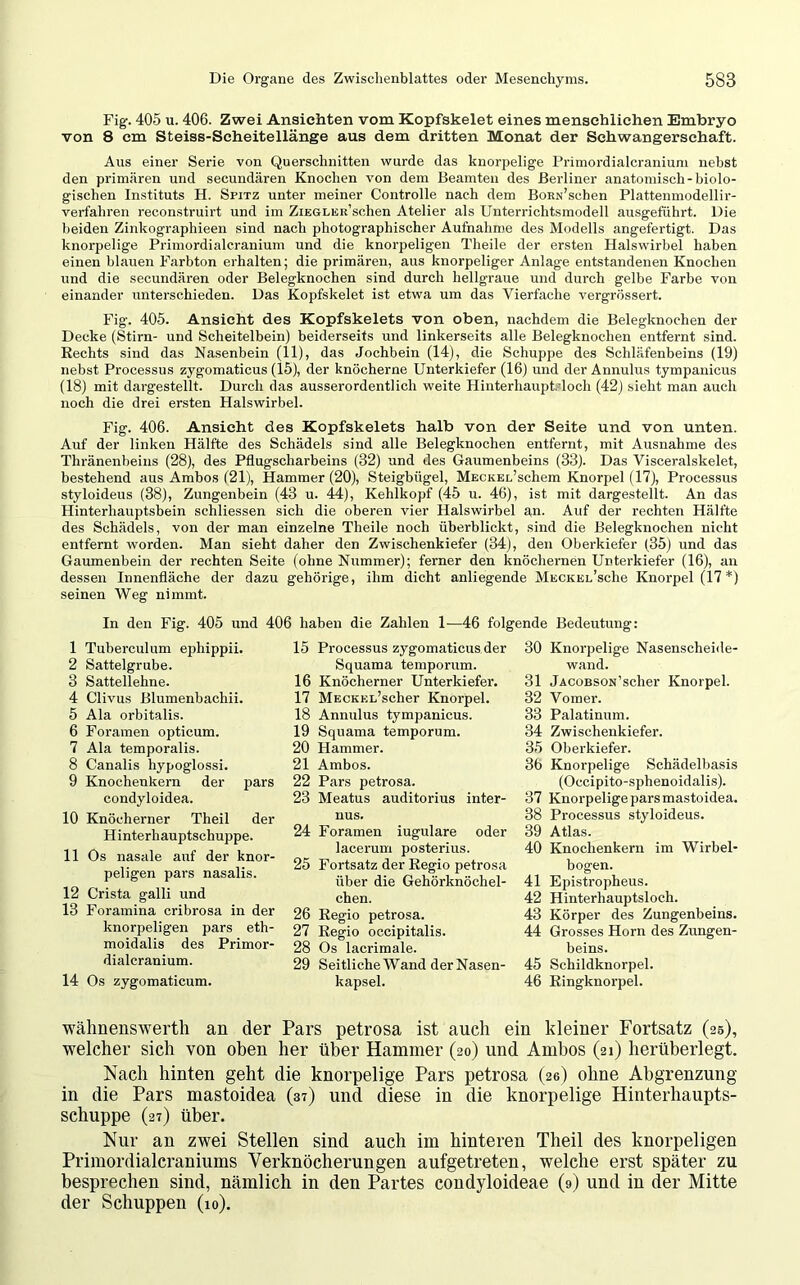 Fig. 405 u. 406. Zwei Ansichten vom Kopfskelet eines menschlichen Embryo von 8 cm Steiss-Scheitellänge aus dem dritten Monat der Schwangerschaft. Aus einer Serie von Querschnitten wurde das knorpelige Primordialcranium nebst den primären und secundären Knochen von dem Beamten des Berliner anatomisch-biolo- gischen Instituts H. Spitz unter meiner Controlle nach dem BoRN’schen Plattenmodellir- verfahren reconstruirt und im Ziegler’sehen Atelier als Unterrichtsmodell ausgeführt. Die beiden Zinkographieen sind nach photographischer Aufnahme des Modells angefertigt. Das knorpelige Primordialcranium und die knorpeligen Theile der ersten Halswirbel haben einen blauen Farbton erhalten; die primären, aus knorpeliger Anlage entstandenen Knochen und die secundären oder Belegknochen sind durch hellgraue und durch gelbe Farbe von einander unterschieden. Das Kopfskelet ist etwa um das Vierfache vergrössert. Fig. 405. Ansicht des Kopfskelets von oben, nachdem die Belegknochen der Decke (Stirn- und Scheitelbein) beiderseits und linkerseits alle Belegknochen entfernt sind. Rechts sind das Nasenbein (11), das Jochbein (14), die Schuppe des Schläfenbeins (19) nebst Processus zygomaticus (15), der knöcherne Unterkiefer (16) und der Annulus tympanicus (18) mit dargestellt. Durch das ausserordentlich weite Hinterhauptsloch (42) sieht man auch noch die drei ersten Halswirbel. Fig. 406. Ansicht des Kopfskelets halb von der Seite und von unten. Auf der linken Hälfte des Schädels sind alle Belegknochen entfernt, mit Ausnahme des Thränenbeins (28), des Pflugscharbeins (32) und des Gaumenbeins (33). Das Visceralskelet, bestehend aus Ambos (21), Hammer (20), Steigbügel, MECKEL’schem Knorpel (17), Processus styloideus (38), Zungenbein (43 u. 44), Kehlkopf (45 u. 46), ist mit dargestellt. An das Hinterhauptsbein schliessen sich die oberen vier Halswirbel an. Auf der rechten Hälfte des Schädels, von der man einzelne Theile noch überblickt, sind die Belegknochen nicht entfernt worden. Man sieht daher den Zwischenkiefer (34), den Oberkiefer (35) und das Gaumenbein der rechten Seite (ohne Nummer); ferner den knöchernen Unterkiefer (16), an dessen Innenfläche der dazu gehörige, ihm dicht anliegende MECKEL’sche Knorpel (17*) seinen Weg nimmt. In den Fig. 405 und 406 haben die Zahlen 1—46 folgende Bedeutung: 1 Tuberculum ephippii. 2 Sattelgrube. 3 Sattellehne. 4 Clivus Blumenbachii. 5 Ala orbitalis. 6 Foramen opticum. 7 Ala temporalis. 8 Canalis hypoglossi. 9 Knochenkern der pars condyloidea. 10 Knöcherner Theil der Hinterhauptschuppe. 11 Os nasale auf der knor- peligen pars nasalis. 12 Crista galli und 13 Foramina cribrosa in der knorpeligen pars eth- moidalis des Primor- dialeranium. 14 Os zygomaticum. 15 Processus zygomaticus der Squama temporum. 16 Knöcherner Unterkiefer. 17 MECKEL’scher Knorpel. 18 Annulus tympanicus. 19 Squama temporum. 20 Hammer. 21 Ambos. 22 Pars petrosa. 23 Meatus auditorius inter- nus. 24 Foramen iugulare oder lacerum posterius. 25 Fortsatz der Regio petrosa über die Gehörknöchel- chen. 26 Regio petrosa. 27 Regio occipitalis. 28 Os lacrimale. 29 Seitliche Wand der Nasen- kapsel. 30 Knorpelige Nasenscheide- wand. 31 jAcoBSON’scher Knorpel. 32 Vomer. 33 Palatinum. 34 Zwischenkiefer. 35 Oberkiefer. 36 Knorpelige Schädelbasis (Occipito-sphenoidalis). 37 Knorpelige pars mastoidea. 38 Processus styloideus. 39 Atlas. 40 Knochenkern im Wirbel- bogen. 41 Epistropheus. 42 Hinterhauptsloch. 43 Körper des Zungenbeins. 44 Grosses Horn des Zungen- beins. 45 Schildknorpel. 46 Ringknorpel. wähnenswerth an der Pars petrosa ist auch ein kleiner Fortsatz (25), welcher sich von oben her über Hammer (20) und Ambos (21) herüberlegt. Nach hinten geht die knorpelige Pars petrosa (20) ohne Abgrenzung in die Pars mastoidea (37) und diese in die knorpelige Hinterhaupts- schuppe (27) über. Nur an zwei Stellen sind auch im hinteren Theil des knorpeligen Primordialcraniums Verknöcherungen aufgetreten, welche erst später zu besprechen sind, nämlich in den Partes condyloideae (9) und in der Mitte der Schuppen (10).