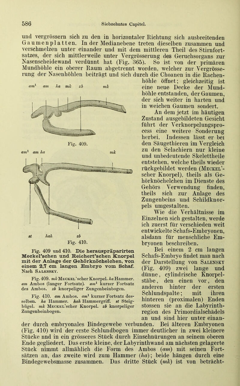 und vergrössern sich zu den in horizontaler Richtung sich ausbreitenden Gaumenplatten. In der Medianebene treten dieselben zusammen und verschmelzen unter einander und mit dem mittleren Theil des Stirnfort- satzes, der sich mittlerweile unter Vergrösserung des Geruchsorgans zur Nasenscheidewand verdünnt hat (Fig. 365). So ist von der primären Mundhöhle ein oberer Raum abgetrennt worden, welcher zur Vergrösse- rung der Nasenhöhlen beiträgt und sich durch die Choanen in die Rachen- höhle öffnet; gleichzeitig ist am1 am ha mk zb mk eine neue Decke der Mund- höhle entstanden, der Gaumen, der sich weiter in harten und in weichen Gaumen sondert. An dem jetzt im häutigen Zustand ausgebildeten Gesicht führt der Verknorpelungspro- cess eine weitere Sonderung herbei. Indessen lässt er bei Fig. 409. den Säuget-hieren im Vergleich zu den Selachiern nur kleine und unbedeutende Skelettheile entstehen, welche theils wieder rückgebildet werden (Meckel’- scher Knorpel), theils als Ge- hörknöchelchen im Dienste des Gehörs Verwendung finden, theils sich zur Anlage des Zungenbeins und Schildknor- pels um gestalten. Wie die Verhältnisse im Einzelnen sich gestalten, werde ich zuerst für verschieden weit entwickelte Schafs-Embryonen, hah zb alsdann für menschliche Em- Fig. 410. bryonen beschreiben. Bei einem 2 cm langen Schafs-Embryo findet man nach am ha mk Fig. 409 und 410. Die herauspräparirten Meckel’schen und Reichert’schen Knorpel mit der Anlage der Gehörknöchelchen, von einem 2,7 cm langen Embryo vom Schaf. Nach Salensky. der Darstellung von Salensky Fig. 409. mk Meckel 'scher Knorpel. /«Hammer. am Ambos (langer Fortsatz), am1 kurzer Fortsatz des Ambos, zb knorpeliger Zungenbeinbogen. Fig. 410. am Ambos, am1 kurzer Fortsatz des- selben. ha Hammer, hah Hammergriff, st Steig- bügel. mk MECKEL’scher Knorpel, zb knorpeliger Zungenbeinbogen. (Fig. 409) zwei lange und dünne, cylindrische Ivnorpel- stäbe, den einen vor, den anderen hinter der ersten Schlundspalte; mit ihren hinteren (proximalen) Enden stossen sie an die Labyrinth- region des Primordialschädels an und sind hier unter einan- der durch embryonales Bindegewebe verbunden. Bei älteren Embryonen (Fig. 410) wird der erste Schlundbogen immer deutlicher in zwei kleinere Stücke und in ein grösseres Stück durch Einschnürungen an seinem oberen Ende gegliedert. Das erste kleine, der Labyrinthwand am nächsten gelagerte Stück nimmt allmählich die Form des Ambos (am) mit seinen Fort- sätzen an, das zweite wird zum Hammer (ha); beide hängen durch eine Bindegewebsmasse zusammen. Das dritte Stück (mk) ist von beträcht-