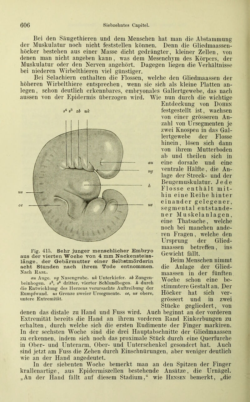 Bei den Säugethieren und dem Menschen hat man die Abstammung der Muskulatur noch nicht feststellen können. Denn die Gliedmaassen- höcker bestehen aus einer Masse dicht gedrängter, kleiner Zellen, von denen man nicht angeben kann, was dem Mesenchym des Körpers, der Muskulatur oder den Nerven angehört. Dagegen liegen die Verhältnisse bei niederen Wirbelthieren viel günstiger. Bei Selachiern enthalten die Flossen, welche den Gliedinaassen der höheren Wirbelthiere entsprechen, wenn sie sich als kleine Platten an- legen, schon deutlich erkennbares, embryonales Gallertgewebe, das nach aussen von der Epidermis überzogen wird. Wie nun durch die wichtige Entdeckung von Dohrn festgestellt ist, wachsen von einer grösseren An- zahl von Ursegmenten je zwei Knospen in das Gal- lertgewebe der Flosse hinein, lösen sich dann von ihrem Mutterboden ab und theilen sich in eine dorsale und eine ventrale Hälfte, die An- lage der Streck- und der Beugemuskulatur. Jede Flosse enthält mit- hin eine Reihe hinter einander gelegener, segmental entstande- ner Muskelanlagen, eine Thatsache, welche noch bei manchen ande- ren Fragen, welche den Ursprung der Glied- maassen betreffen, ins Gewicht fällt. Beim Menschen nimmt die Anlage der Glied- maassen in der fünften Woche schon eine be- stimmtere Gestalt an. Der Höcker hat sich ver- grössert und in zwei Stücke gegliedert, von denen das distale zu Hand und Fuss wird. Auch beginnt an der vorderen Extremität bereits die Hand an ihrem vorderen Rand Einkerbungen zu erhalten, durch welche sich die ersten Rudimente der Finger markiren. In der sechsten Woche sind die drei Hauptabschnitte der Gliedinaassen zu erkennen, indem sich noch das proximale Stück durch eine Querfurche in Ober- und Unterarm, Ober- und Unterschenkel gesondert hat. Auch sind jetzt am Fuss die Zehen durch Einschnürungen, aber weniger deutlich wie an der Hand angedeutet. In der siebenten Woche bemerkt man an den Spitzen der Finger krallenartige, aus Epidermiszellen bestehende Ansätze, die Urnägel. „An der Hand fällt auf diesem Stadium,“ wie Hensen bemerkt, „die s4 ä3 zb uk Fig. 415. Sehr junger menschlicher Embryo aus der vierten Woche von 4 mm Nackensteiss- länge, der Gebärmutter einer Selbstmörderin acht Stunden nach ihrem Tode entnommen. Nach Rabl. au Auge, wg Nasengrube. uk Unterkiefer, zb Zungen- beinbogen. s3, s4 dritter, vierter Schlundbogen, h durch die Entwicklung des Herzens verursachte Auftreibung der Rumpfwand. us Grenze zweier Ursegmente. oe, ue obere, untere Extremität.