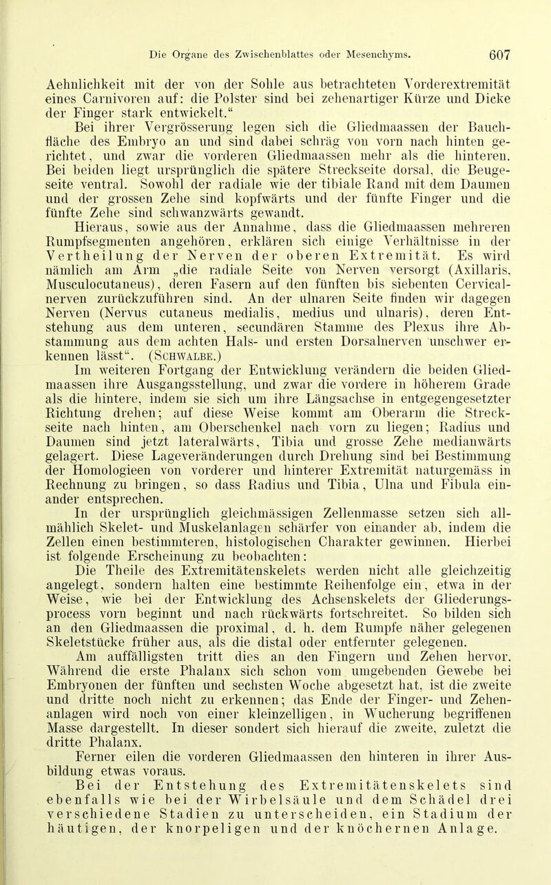 Aehnlichkeit mit der von der Sohle aus betrachteten Vorderextremität eines Carnivoren auf: die Polster sind bei zehenartiger Kürze und Dicke der Finger stark entwickelt.“ Bei ihrer Vergrösserung legen sich die Gliedmaassen der Bauch- fiäclie des Embryo an und sind dabei schräg von vorn nach hinten ge- richtet, und zwar die vorderen Gliedmaassen mehr als die hinteren. Bei beiden liegt ursprünglich die spätere Streckseite dorsal, die Beuge- seite ventral. Sowohl der radiale wie der tibiale Rand mit dem Daumen und der grossen Zehe sind kopfwärts und der fünfte Finger und die fünfte Zehe sind schwanzwärts gewandt. Hieraus, sowie aus der Annahme, dass die Gliedmaassen mehreren Rumpfsegmenten angehören, erklären sich einige Verhältnisse in der Vertheilung der Nerven der oberen Extremität. Es wird nämlich am Arm „die radiale Seite von Nerven versorgt (Axillaris, Musculocutaneus), deren Fasern auf den fünften bis siebenten Cervical- nerven zurückzuführen sind. An der ulnaren Seite finden wir dagegen Nerven (Nervus cutaneus medialis, medius und ulnaris), deren Ent- stehung aus dem unteren, secundären Stamme des Plexus ihre Ab- stammung aus dem achten Hals- und ersten Dorsalnerven unschwer er- kennen lässt“. (Schwalbe.) Im weiteren Fortgang der Entwicklung verändern die beiden Glied- maassen ihre Ausgangsstellung, und zwar die vordere in höherem Grade als die hintere, indem sie sich um ihre Längsachse in entgegengesetzter Richtung drehen; auf diese Weise kommt am Oberarm die Streck- seite nach hinten, am Oberschenkel nach vorn zu liegen; Radius und Daumen sind jetzt lateralwärts, Tibia und grosse Zehe medianwärts gelagert. Diese Lageveränderungen durch Drehung sind bei Bestimmung der Homologieen von vorderer und hinterer Extremität naturgemäss in Rechnung zu bringen, so dass Radius und Tibia, Ulna und Fibula ein- ander entsprechen. In der ursprünglich gleichmässigen Zellenmasse setzen sich all- mählich Skelet- und Muskelanlagen schärfer von einander ab, indem die Zellen einen bestimmteren, histologischen Charakter gewinnen. Hierbei ist folgende Erscheinung zu beobachten: Die Theile des Extremitätenskelets werden nicht alle gleichzeitig- angelegt, sondern halten eine bestimmte Reihenfolge ein, etwa in der Weise, wie bei der Entwicklung des Achsenskelets der Gliederungs- process vorn beginnt und nach rückwärts fortschreitet. So bilden sich an den Gliedmaassen die proximal, d. h. dem Rumpfe näher gelegenen Skeletstücke früher aus, als die distal oder entfernter gelegenen. Am auffälligsten tritt dies an den Fingern und Zehen hervor. Während die erste Phalanx sich schon vom umgebenden Gewebe bei Embryonen der fünften und sechsten Woche abgesetzt hat, ist die zweite und dritte noch nicht zu erkennen; das Ende der Finger- und Zehen- anlagen wird noch von einer kleinzelligen, in Wucherung begriffenen Masse dargestellt. In dieser sondert sich hierauf die zweite, zuletzt die dritte Phalanx. Ferner eilen die vorderen Gliedmaassen den hinteren in ihrer Aus- bildung etwas voraus. Bei der Entstehung des Extremitätenskelets sind ebenfalls wie bei der Wirbelsäule und dem Schädel drei verschiedene Stadien zu unterscheiden, ein Stadium der häutigen, der knorpeligen und der knöchernen Anlage.