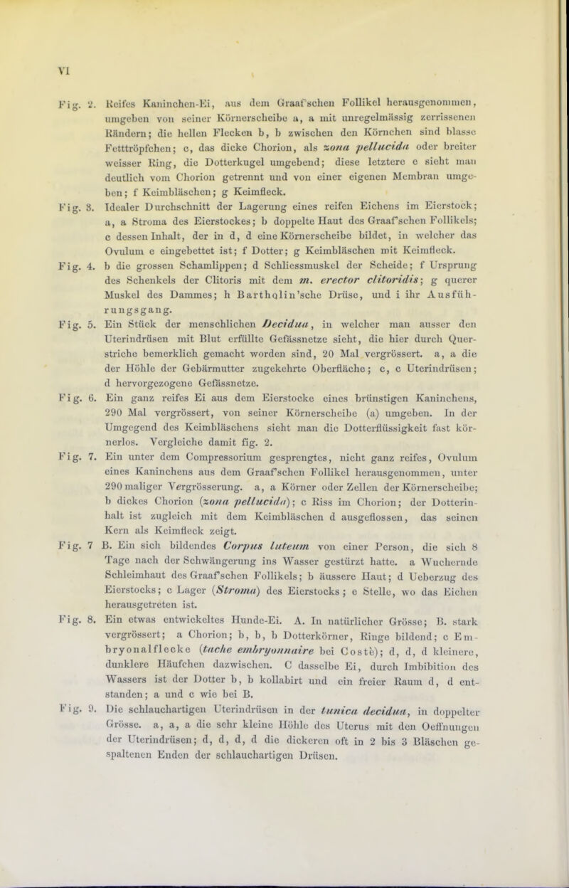 Fi'r. j;. Keiles Kaninchen-Ei, aus dem Graafsehen Follikel herausgenoinmen, umgeben von seiner Körnerscheibc a, a mit unregelmässig zerrisseneji Känderu; die hellen Flecken b, b zwischen den Körnchen sind ])lasse Fetttröpfchen; c, das dicke Chorion, als %una jtellucida oder breiter weisser King, die Dotterkugel umgebend; diese letztere e sieht man deutlich vom Chorion getrennt und von einer eigenen Membran umge- ben; f Keimbläsehen; g Keimfleck. Fig. 3. Idealer Durchschnitt der Lagerung eines reifen Eichens im Eierstock; a, a Stroma des Eierstockes; b doppelte Haut des Graafschen Follikels; c dessen Inhalt, der in d, d eine Körnerscheibe bildet, in welcher das Ovulum c eingebettet ist; f Dotter; g Keimbläschen mit Keimdeck. Fig. 4. b die grossen Schamlippen; d Schlicssmuskel der Scheide; f Ursprung des Schenkels der Clitoris mit dem m. erector clitoridis g querer Muskel des Dammes; h Barthqlin’sche Drüse, und i ihr Ausfüh- rungsgang. Fig. 5. Ein Stück der menschlichen /Jecidua, in welcher man ausser den Uterindrüsen mit Blut erfüllte Gefässnetze sieht, die hier durch Quer- striche bemerklich gemacht worden sind, 20 Mal vergrössert. a, a die der Höhle der Gebärmutter zugekehrte Oberfläche; c, c Uterindrüsen; d hervorgezogene Gefässnetze. Fig. 6. Ein ganz reifes Ei aus dem Eierstocke eines brünstigen Kaninchens, 290 Mal vergrössert, von seiner Körnerscheibe (a) umgeben, ln der Umgegend des Keimbläschens sieht man die Dotterflüssigkeit fast kör- nerlos. Vergleiclie damit fig. 2. Fig. 7. Ein unter dem Compressorium gesprengtes, nicht ganz reifes, Ovulum eines Kaninchens aus dem Graafschen Follikel herausgenommen, unter 290 maliger Vergrösserung. a, a Körner oder Zellen der Körnerscheil)o; b dickes Chorion {xo/ta pellucidn)] c Riss im Chorion; der Dotterin- halt ist zugleich mit dem Keimbläschen d ausgeflossen, das seinen Kern als Keimfleck zeigt. Fig. 7 B. Ein sich bildendes Corpus luteum von einer Person, die sich 8 Tage nach der Schwängerung ins Wasser gestürzt hatte, a Wuchernde Schleimhaut des Graafschen Follikels; b äussere Haut; d Ueberzug des Eierstocks; c Lager {Stroma) des Eierstocks; e Stelle, wo das Eichen herausgetreten ist. Fig. 8. Ein etwas entwickeltes Hunde-Ei. A. In natürlicher Grösse; B. stark vergrössert; a Chorion; b, b, b Dotterkörncr, Ringe bildend; c Em- bryonal fl ecke {tacke emhnjouuaire bei Coste); d, d, d kleinere, dunklere Häufchen dazwischen. C dasselbe Ei, durch Imbibition des Wassers ist der Dotter b, b kollabirt und ein freier Kaum d, d ent- standen; a und c wie bei B. Fig. 9. Die schlauchartigen Uterindrüsen in der tunica decidua, in doppelter Grösse, a, a, a die sehr kleine Höhle des Uterus mit den Oefl'nungeii der Uterindrüsen; d, d, d, d die dickeren oft in 2 bis 3 Bläschen ge- spaltenen Enden der schlauchartigen Drüsen.