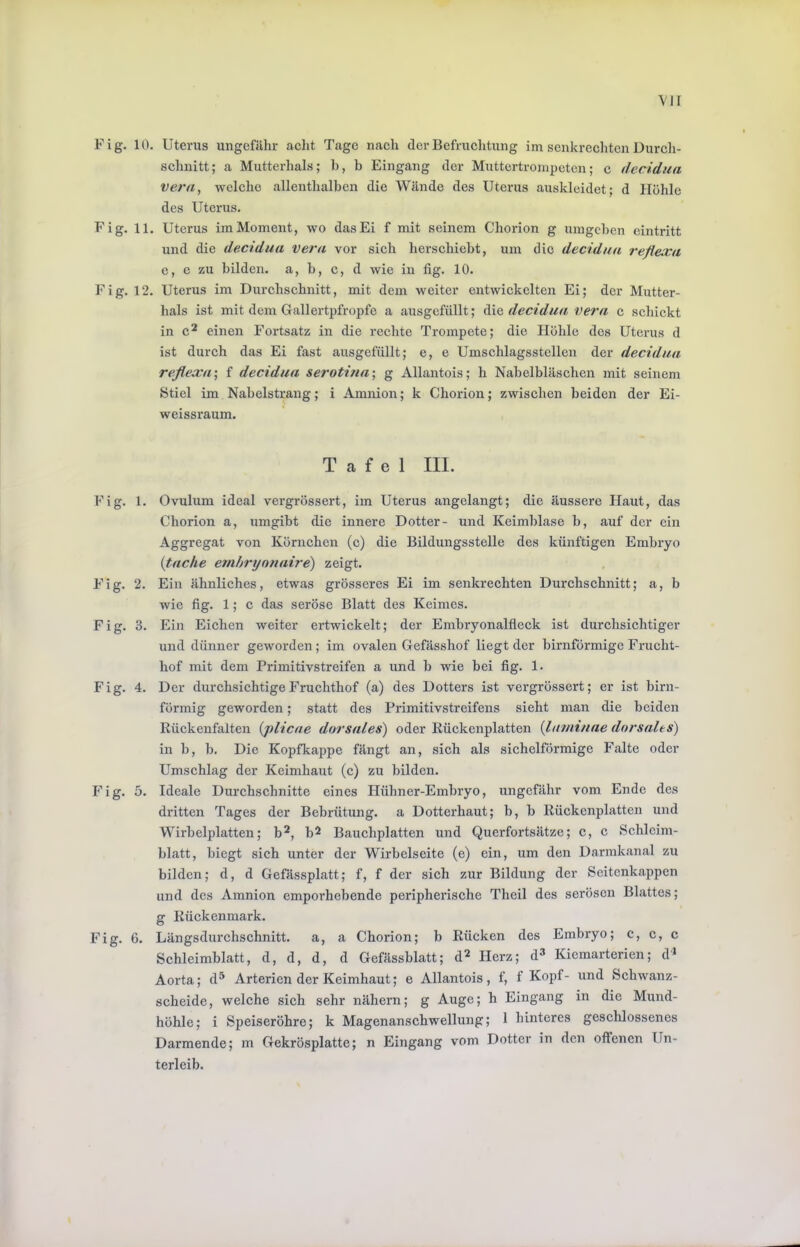 Fig. 10. Uterus ungefähr acht Tage nach der Befruchtung im senkrechten Durcli- schnitt; a Mutterhals; b, b Eingang der Muttertrompeten; c liecidua Vera, welche allenthalben die Wände des Uterus auskleidet; d Plöhle des Uterus. Fig. 11. Uterus im Moment, wo das Ei f mit seinem Chorion g umgeben eintritt und die decidua Vera vor sich herschiebt, um die decidaa reflexa c, c zu bilden, a, b, c, d wie in fig. 10. Fig. 12. Uterus im Durchschnitt, mit dem weiter entwickelten Ei; der Mutter- hals ist mit dem Gallertpfropfe a ausgefüllt; die decidua, vera c schickt in c^ einen Fortsatz in die rechte Trompete; die Höhle des Uterus d ist durch das Ei fast ausgefüllt; e, e Umschlagsstellen der decidua reflexa-, f decidua serotina-, g Allantois; h Nabelbläschcn mit seinem ötiel im Nabelstrang; i Amnion; k Chorion; zwischen beiden der Ei- weissraum. Tafel III. Fig. 1. Ovulum ideal vergrössert, im Uterus angelangt; die äussere Haut, das Chorion a, umgibt die innere Dotter- und Keimblase b, auf der ein .\ggregat von Körnchen (c) die Bildungsstelle des künftigen Embryo {tache emhrynnaire) zeigt. PUg. 2. Ein ähnliches, etwas grösseres Ei im senkrechten Durchschnitt; a, b wie fig. 1; c das seröse Blatt des Keimes. Fig. 3. Ein Eichen weiter ertwickelt; der Embryonalfleck ist durchsichtiger und dünner geworden; im ovalen Gefässhof liegt der bimförmige Frucht- hof mit dem Primitivstreifen a und b wie bei fig. 1. Fig. 4. Der durchsichtige Fruchthof (a) des Dotters ist vergrössert; er ist bim- förmig geworden; statt des Primitivstreifens sieht man die beiden Rückenfalten {plicae dorsales) oder Rückenplatten {laminae dorsales) in b, b. Die Kopfkappe fängt an, sich als sichelförmige Falte oder Umschlag der Keimhaut (c) zu bilden. Fig. 5. Ideale Durchschnitte eines Hühner-Embryo, ungefähr vom Ende des dritten Tages der Bebrütung, a Dotterhaut; b, b Rückenplatten und Wirbelplatten; b^, b^ Bauchplatten und Querfortsätze; c, c Schlcim- blatt, biegt sich unter der Wirbelseite (e) ein, um den Darrakanal zu bilden; d, d Gefässplatt; f, f der sich zur Bildung der Seitenkappen und des Amnion emporhebende peripherische Theil des serösen Blattes; g Rückenmark. Fig. 6. Längsdurchschnitt. a, a Chorion; b Rücken des Embryo; c, c, c Schleimblatt, d, d, d, d Gefässblatt; d^ Herz; d» Kicmarterien; d» Aorta; d® Arterien der Keimhaut; e Allantois, f, f Kopf- und Schwanz- scheide, welche sich sehr nähern; g Auge; h Eingang in die Mund- höhle; i Speiseröhre; k Magenanschwellung; 1 hinteres geschlossenes Darmende; m Gekrösplatte; n Eingang vom Dotter in den offenen Un- terleib.