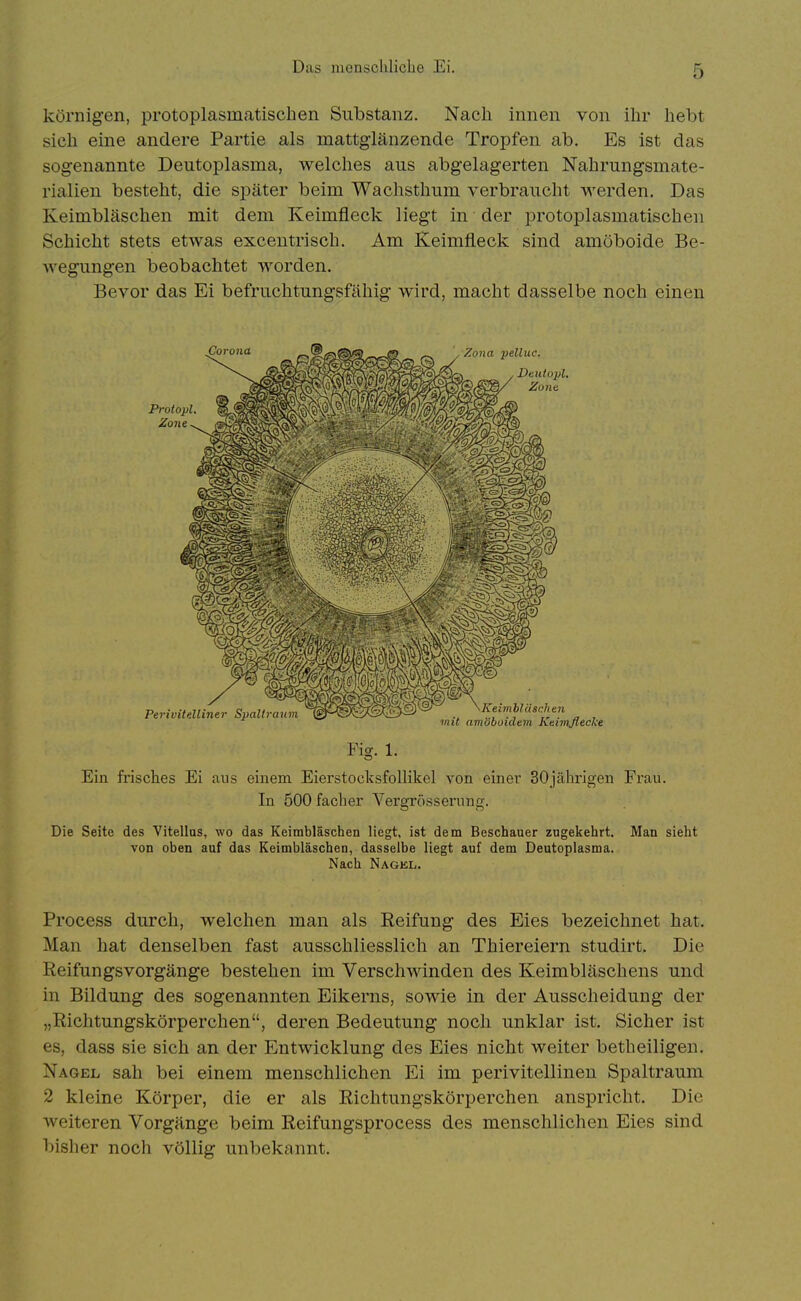 Das menscliliche Ei. körnigen, protoplasmatischen Substanz. Nach innen von ihr hebt sich eine andere Partie als mattglänzende Tropfen ab. Es ist das sogenannte Deutoplasma, welches aus abgelagerten Nahrungsmate- rialien besteht, die später beim Wachsthum verbraucht werden. Das Keimbläschen mit dem Keimfleck liegt in der protoplasmatischen Schicht stets etwas excentrisch. Am Keimfleck sind amöboide Be- wegungen beobachtet worden. Bevor das Ei befruchtungsfähig wird, macht dasselbe noch einen Fig. 1. Ein frisches Ei aus einem Eierstoeksfollikel von einer 30jährigen Frau. In 500 Fächer Yergrösserung. Die Seite des Vitelias, wo das Keimbläschen liegt, ist dem Beschauer zugekehrt. Man sieht von oben auf das Keimbläschen, dasselbe liegt auf dem Deutoplasma. Nach NAGKii. Process durch, welchen man als Reifung des Eies bezeichnet hat. Man hat denselben fast ausschliesslich an Thiereiern studirt. Die Reifungsvorgänge bestehen im Verschwinden des Keimbläschens und in Bildung des sogenannten Eikerns, sowie in der Ausscheidung der „Richtungskörperchen, deren Bedeutung noch unklar ist. Sicher ist es, dass sie sich an der Entwicklung des Eies nicht weiter betheiligen. Nagel sah bei einem menschlichen Ei im perivitellineu Spaltraum 2 kleine Körper, die er als Richtungskörperchen anspricht. Die weiteren Vorgänge beim Reifungsprocess des menschlichen Eies sind bisher noch völlig unbekannt.