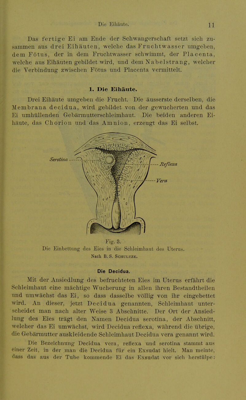 Das fertige Ei am Ende der Schwaiigerscliaft setzt sich zu- sammen aus drei Eihäuten, welche das Fruchtwasser umgeben, dem Fötus, der in dem Fruchtwasser schwimmt, der Placenta, welche aus Eihäuten gebildet wird, und dem Nabelstrang, welcher die Verbindung zwischen Fötus und Placenta vermittelt. 1. Die Eihäute. Drei Eihäute umgeben die Frucht, Die äusserste derselben, die Membrana decidua, wird gebildet von der gewucherten und das Ei umhüllenden Gebärmutterschleimhaut. Die beiden anderen Ei- häute, das Chorion und das Amnion, erzeugt das Ei selbst. Serotina - - Fig. 3. ^ Die Einbettung des Eies in die Sclileimhaut des Uterus. Nach B. S. ScHaLTZE. Die Decidua. Mit der Ansiedlung des befruchteten Eies im Uterus erfährt die Schleimhaut eine mächtige Wucherung in allen ihren Bestandtheilen und umwächst das Ei, so dass dasselbe völlig von ihr eingebettet wird. An dieser, jetzt Decidua genannten, Schleimhaut unter- scheidet man nach alter Weise 3 Abschnitte. Der Ort der Ansied- lung des Eies trägt den Namen Decidua serotina, der Abschnitt, welcher das Ei umwächst, wird Decidua reflexa, während die übrige, die Gebärmutter auskleidende Schleimhaut Decidua vera genannt wird. Die Bezeichnung- Decidua vera, reflexa und serotina stammt aus einer Zeit, in der man die Decidua für ein Exsudat hielt. Man meinte, dass das aus der Tube kommende Ei das Exsudat vor sich lierstülpe: