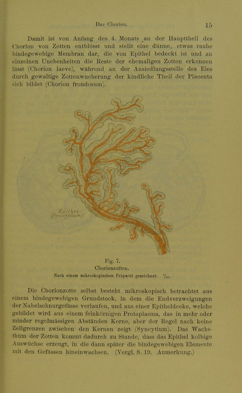 Damit ist von Anfang- des 4. Monats ^an der Haupttlieil des Cliorion von Zotten entblösst und stellt eine dünne, etwas rauhe bindegewebige Membran dar, die von Epithel bedeckt ist und an einzelnen Unebenheiten die Eeste der ehemaligen Zotten erkennen lässt (Chorion laeve), während an der Ansiedlungsstelle des Eies durch gewaltige Zottenwucherung der kindliche Theil der Placenta sich bildet (Chorion frondosum). Fig. 7. Chorionzotten. Nach einem mikroskopischen Präparat gezeichnet, '/jj. Die Chorionzotte selbst besteht mikroskopisch betrachtet aus einem bindegewebigen Grundstock, in dem die Endverzweigungen der Nabelschnurgefässe verlaufen, und aus einer Epitheldecke, welche gebildet wird aus einem feinkörnigen Protaplasma, das in mehr oder minder regelmässigen Abständen Kerne, aber der Regel nach keine Zellgrenzen zwischen den Kernen zeigt (Syncytium). Das Wachs- thum der Zotten kommt dadurch zu Stande, dass das Epithel kolbige Auswüchse erzeugt, in die dann später die bindegewebigen Elemente mit den Gefässen hineinwachsen. (Vergl. S. 19. Anmerkung.)
