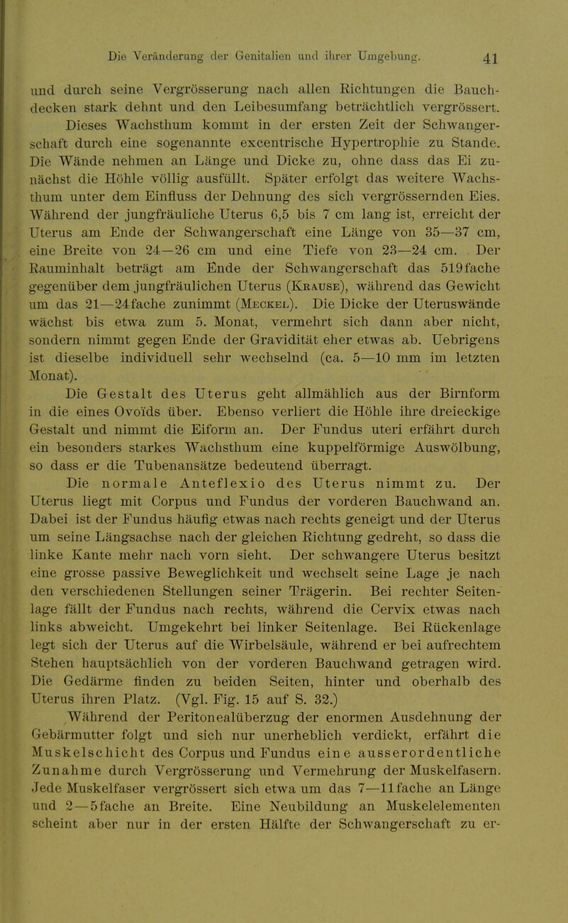 und durch seine Vergrösserung- nach allen Richtungen die Bauch- decken stark dehnt und den Leibesumfang beträchtlich vergrössert. Dieses Wachstlium kommt in der ersten Zeit der Schwanger- schaft durch eine sogenannte excentrische Hypertrophie zu Stande. Die Wände nehmen an Länge und Dicke zu, ohne dass das Ei zu- nächst die Höhle völlig ausfüllt. Später erfolgt das weitere Wachs- thum unter dem Einfluss der Dehnung des sich vergrössernden Eies. Während der jungfräuliche Uterus 6,5 bis 7 cm lang ist, erreicht der Uterus am Ende der Schwangerschaft eine Länge von 35—37 cm, eine Breite von 24—26 cm und eine Tiefe von 23—24 cm. Der Rauminhalt beträgt am Ende der Schwangerschaft das 519 fache gegenüber dem jungfräulichen Uterus (Krause), während das Gewicht um das 21—24fache zunimmt (Meckel). Die Dicke der Uteruswände wächst bis etwa zum 5. Monat, vermehrt sich dann aber nicht, sondern nimmt gegen Ende der Gravidität eher etwas ab. Uebrigens ist dieselbe individuell sehr wechselnd (ca. 5—10 mm im letzten Monat). Die Gestalt des Uterus geht allmählich aus der Birnform in die eines Ovoids über. Ebenso verliert die Höhle ihre dreieckige Gestalt und nimmt die Eiform an. Der Fundus uteri erfährt durch ein besonders starkes Wachsthum eine kuppeiförmige Auswölbung, so dass er die Tubenansätze bedeutend überragt. Die normale Anteflexio des Uterus nimmt zu. Der Uterus liegt mit Corpus und Fundus der vorderen Bauchwand an. Dabei ist der Fundus häufig etwas nach rechts geneigt und der Uterus um seine Längsachse nach der gleichen Richtung gedreht, so dass die linke Kante mehr nach vorn sieht. Der schwangere Uterus besitzt eine grosse passive Beweglichkeit und wechselt seine Lage je nach den verschiedenen Stellungen seiner Trägerin. Bei rechter Seiten- lage fällt der Fundus nach rechts, während die Cervix etwas nach links abweicht. Umgekehrt bei linker Seitenlage. Bei Rückenlage legt sich der Uterus auf die Wirbelsäule, während er bei aufrechtem Stehen hauptsächlich von der vorderen Bauchwand getragen wird. Die Gedärme finden zu beiden Seiten, hinter und oberhalb des Uterus ihren Platz. (Vgl. Fig. 15 auf S. 32.) Während der Peritonealüberzug der enormen Ausdehnung der Gebärmutter folgt und sich nur unerheblich verdickt, erfährt die Muskelschicht des Corpus und Fundus eine ausserordentliche Zunahme durch Vergrösserung und Vermehrung der Muskelfasern. Jede Muskelfaser vergrössert sich etwa um das 7—11 fache an Länge und 2 — 5fache an Breite. Eine Neubildung an Muskelelementen scheint aber nur in der ersten Hälfte der Schwangerschaft zu er-