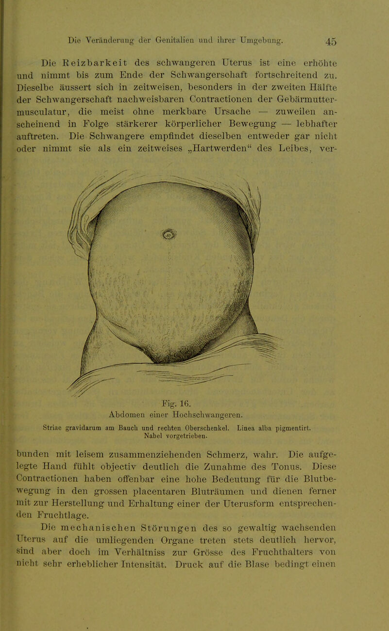 Die Reizbarkeit des schwangeren Uterus ist eine erhölite und nimmt bis zum Ende der Schwangersoliaft fortschreitend zu. Dieselbe äussert sich in zeitweisen, besonders in der zweiten Hälfte der Schwangerschaft nachweisbaren Contractionen der Gebärmutter- musculatur, die meist ohne merkbare Ursache — zuweilen an- scheinend in Folge stärkerer körperlicher Bewegung — lebhafter auftreten. Die Schwangere empfindet dieselben entweder gar nicht oder nimmt sie als ein zeitweises „Hartwerden des Leibes, ver- Fig. 16. Abdomen einer Hochschwangeren. Striae gravidarum am Bauch und rechten Oberschenkel. Linea alba pigmentirt. Nabel vorgetrieben. bunden mit leisem zusammenziehenden Schmerz, wahr. Die aufge- legte Hand fühlt objectiv deutlich die Zunahme des Tonus. Diese Contractionen haben offenbar eine hohe Bedeutung für die Blutbe- wegung in den grossen placentaren Bluträumen und dienen ferner mit zur Herstellung und Erhaltung einer der Uterusform entsprechen- den Fruchtlage. Die mechanischen Störungen des so gewaltig wachsenden Uterus auf die umliegenden Organe treten stets deutlich hervor, sind aber docli im Verhältniss zur Grösse des Fruchthalters von nicht sehr erheblicher Intensität. Druck auf die Blase bedingt einen