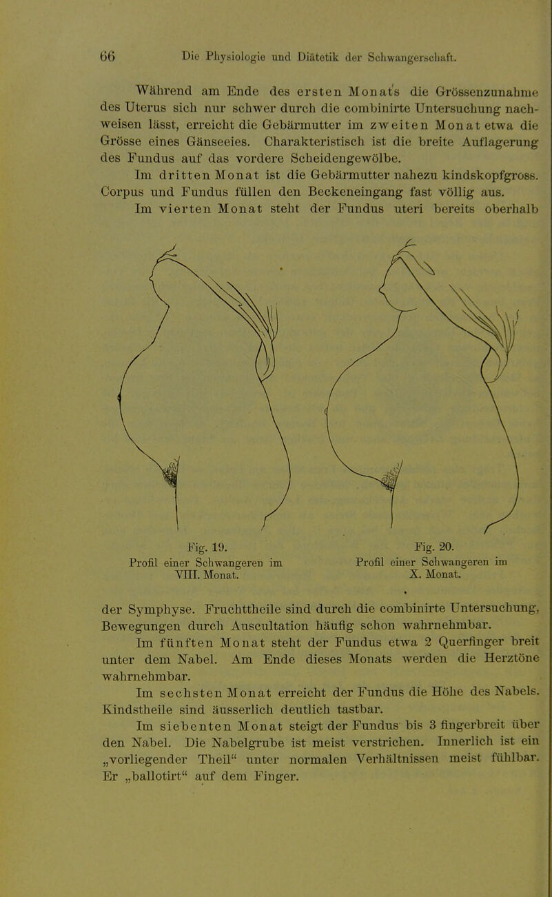 Während am Ende des ersten Monats die Grössenzunahme des Uterus sich nur schwer durch die corabinirte Untersuchung nach- weisen lässt, erreicht die Gebärmutter im zweiten Monat etwa die Grösse eines Gänseeies, Charakteristisch ist die breite Auflagerung des Fundus auf das vordere Scheidengewölbe. Im dritten Monat ist die Gebärmutter nahezu kindskopfgross. Corpus und Fundus füllen den Beckeneingang fast völlig aus. Im vierten Monat steht der Fundus uteri bereits oberhalb Fig. 19. Fig. 20. Profil einer Schwangeren im Profil einer Schwangeren im YIII. Monat. X. Monat. der Symphyse. Fruchttheile sind durch die combinirte Untersuchung, Bewegungen durch Auscultation häufig schon wahrnehmbar. Im fünften Monat steht der Fundus etwa 2 Querfinger breit unter dem Nabel. Am Ende dieses Monats werden die Herztöne wahrnehmbar. Im sechsten Monat erreicht der Fundus die Höhe des Nabels. Kindstheile sind äusserlich deutlich tastbar. Im siebenten Monat steigt der Fundus bis 3 fingerbreit über den Nabel. Die Nabelgrube ist meist verstrichen. Innerlich ist ein „vorliegender Theil unter normalen Verhältnissen meist fühlbar. Er „ballotirt auf dem Finger.