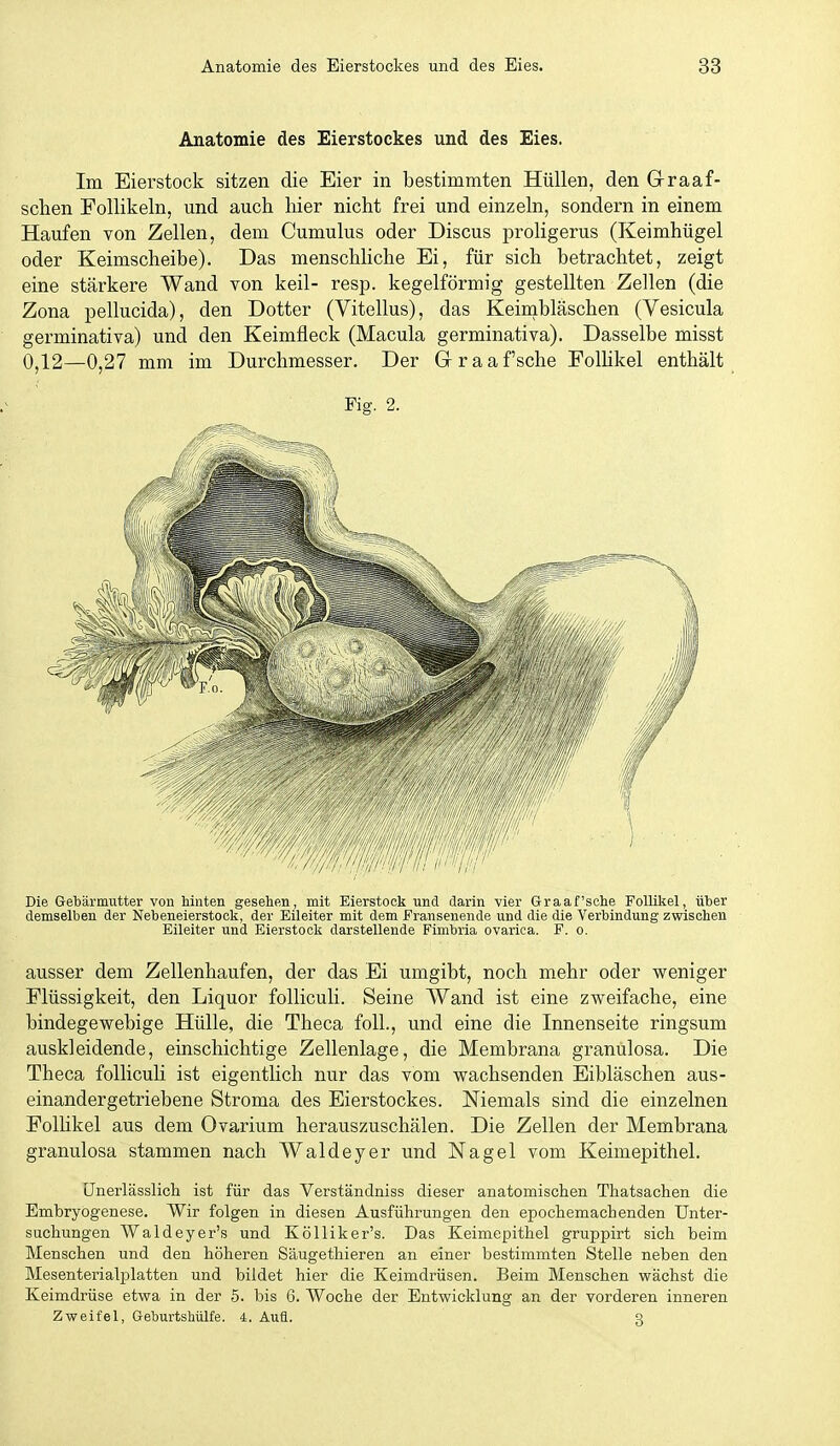 Anatomie des Eierstockes und des Eies. Im Eierstock sitzen die Eier in bestimmten Hüllen, den GTraaf- schen Follikeln, und auch liier nicht frei und einzeln, sondern in einem Haufen von Zellen, dem Cumulus oder Discus proligerus (Keimhügel oder Keimscheibe). Das menschliche Ei, für sich betrachtet, zeigt eine stärkere Wand von keil- resp. kegelförmig gestellten Zellen (die Zona pellucida), den Dotter (Vitellus), das Keimbläschen (Vesicula germinativa) und den Keimfleck (Macula germinativa). Dasselbe misst 0,12—0,27 mm im Durchmesser. Der G-raaf'sche Folhkel enthält Fig. 2. Die Gebärmutter von hinten gesehen, mit Eierstock und darin vier Graafsche Follikel, über demselben der Nebeneierstook, der Eileiter mit dem Fransenende und die die Verbindung zwischen Eileiter und Eierstock darstellende Fimbria ovarica. F. o. ausser dem Zellenhaufen, der das Ei umgibt, noch mehr oder weniger Flüssigkeit, den Liquor folliculi. Seine Wand ist eine zweifache, eine bindegewebige Hülle, die Theca folL, und eine die Innenseite ringsum auskleidende, einschichtige Zellenlage, die Membrana granulosa. Die Theca folliculi ist eigentlich nur das vom wachsenden Eibläschen aus- einandergetriebene Stroma des Eierstockes. Niemals sind die einzelnen Folhkel aus dem Ovarium herauszuschälen. Die Zellen der Membrana granulosa stammen nach Waideyer und Nagel vom Keimepithel. ünerlässlich ist für das Verständniss dieser anatomischen Thatsachen die Embryögenese. Wir folgen in diesen Ausführungen den epochemachenden Unter- suchungen Waldeyer's und Kölliker's. Das Keimepithel gruppirt sich beim Menschen und den höheren Säugethieren an einer bestimmten Stelle neben den Mesenterialplatten und bildet hier die Keimdrüsen. Beim Menschen wächst die Keimdrüse etwa in der 5. bis 6. Woche der Entwicklung an der vorderen inneren Zweifel, Geburtshülfe. 4. Aufl. g