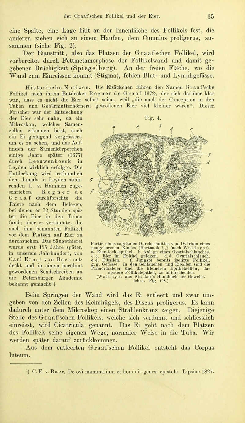 eine Spalte, eine Lage hält an der Innenfläche des Follikels fest, die anderen ziehen sich zu einem Haufen, dem Cumulus proligerus, zu- sammen (siehe Fig. 2). Der Eiaustritt, also das Platzen der Graafschen Follikel, wird vorbereitet durch Fettmetamorphose der Follikelwand und damit ge- gebener Brüchigkeit (Spiegelberg). An der freien Fläche, wo die Wand zum Einreissen kommt (Stigma), fehlen Blut- und Lymphgefässe. Historische Notizen, Die Eisäckchen führen den Namen Graafsche Follikel nach ihrem Entdecker Regner de Graaf 1672^ der sich darüber klar war, dass es nicht die Eier selbst seien, weil „die nach der Conception in den Tuben und Gebärmutterhörnern getroffenen Eier viel kleiner waren. Dieser. Forscher war der Entdeckung Fig. 4. ^ i . ^^^^^^^^ der Eier sehr nahe, da ein Mikroskop, welches Samen- zellen erkennen lässt, auch ein Ei genügend vergrössert, um es zu sehen, und das Äuf- tinden der Samenkörperchen einige Jahre später (1677) durch Leeuwenhoeck in Leyden wirklich erfolgte. Die Entdeckung wird irrthümlich dem damals in Leyden studi- renden L. v. Hammen zuge- schrieben. Regner de Graaf durchforschte die Thiere nach dem Belegen, bei denen er 72 Stunden sjiä- ter die Eier in den Tuben fand; aber er versäumte, die nach ihm benannten Follikel vor dem Platzen auf Eier zu durchsuchen. Das Säugethierei wurde erst 155 Jahre später, in unserem .Jahrhundert, von Carl Ernst von Baer ent- deckt und in einem berühmt gewordenen Sendschreiben an die Petersburger Akademie bekannt gemacht'). Beim Springen der Wand wird das Ei entleert und zwar um- geben von den Zellen des Keimhügels, des Discus proligerus. Es kann dadurch unter dem Mikroskop einen Strahlenkranz zeigen. Diejenige Stelle des Graafschen Follikels, welche sich verdünnt und schliesslich einreisst, wird Cicatricula genannt. Das Ei geht nach dem Platzen des Follikels seine eigenen Wege, normaler AVeise in die Tuba. Wir werden später darauf zurückkommen. Aus dem entleerten Graafschen Follikel entsteht das Corpus luteum. Partie eines sagittalen Durchschnittes vom Ovarium eines neugeborenen Kindes [Hartnack 3]-] (nach Waldeyer). a. Eierstocksepithel, b. Anlage eines Ovarialschlauches. c.c. Eier im Epithel gelegen. d.d. Ovarialschlauoh. e.e. Eiballen. f. Jüngste bereits isolirte Follikel, g. g. Gefässe. In den Schläuchen und Eiballen sind die Primordialeier und die kleineren Epithelzellen, das spätere PoUikelepithel, zu unterscheiden. (Waldeyer aus Stricker's Handbuch der Gewebe- lehre. Fig. 198.) ') C. E. V. Baer, De ovi mammalium et hominis genesi epistola. Lipsiae 1827.