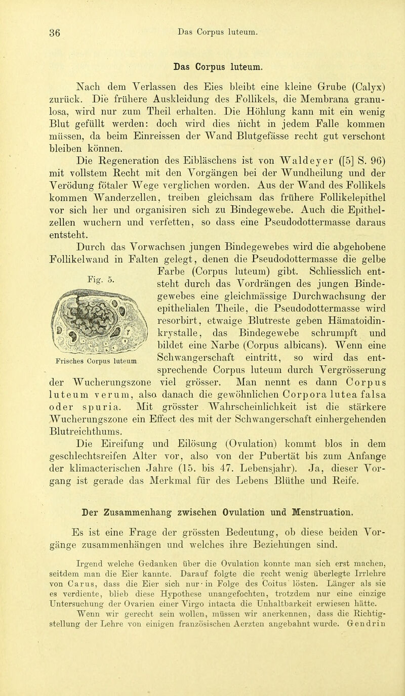 Das Corpus luteum. Nach dem Verlassen des Eies bleibt eine kleine Grube (Calyx) zurück. Die frühere Auskleidung des Follikels, die Membrana granu- losa, wird nur zum Theil erhalten. Die Höhlung kann mit ein wenig Blut gefüllt werden: doch wird dies nicht in jedem Falle kommen müssen, da beim Einreissen der Wand Blutgefässe recht gut verschont bleiben können. Die Regeneration des Eibläschens ist von Waldeyer ([5] S. 96) mit vollstem Recht mit den Vorgängen bei der Wundheilung und der Verödung fötaler Wege verglichen Avorden. Aus der Wand des Follikels kommen Wanderzellen, treiben gleichsam das frühere Follikelepithel vor sich her und organisiren sich zu Bindegewebe. Auch die Epithel- zellen wuchern und verfetten, so dass eine Pseudodottermasse daraus entsteht. Durch das Vorwachsen jungen Bindegewebes wird die abgehobene Follikelwand in Falten gelegt, denen die Pseudodottermasse die gelbe Farbe (Corpus luteum) gibt. Schliesslich ent- ^' steht durch das Vordrängen des jungen Binde- gewebes eine gleichmässige Durchwachsung der epithelialen Theile, die Pseudodottermasse wird resorbirt, etwaige Blutreste geben Hämatoidin- krystalle, das Bindegewebe schrumpft und t;^ ' bildet eine Narbe (Corpus albicans). Wenn eine Frisches Corpus luteum Schwangerschaft eintritt, so wird das ent- sprechende Corpus luteum durch Vergrösserung der Wucherungszone viel grösser. Man nennt es dann Corpus luteum verum, also danach die gewöhnlichen Corpora lutea falsa oder spuria. Mit grösster Wahrscheinlichkeit ist die stärkere Wucherungszone ein Effect des mit der Schwangerschaft einhergehenden Blutreichthums. Die Eireifung und Eilösung (Ovulation) kommt blos in dem geschlechtsreifen Alter vor, also von der Pubertät bis zum Anfange der klimacterischen Jahre (15. bis 47. Lebensjahr). Ja, dieser Vor- gang ist gerade das Merkmal für des Lebens Blüthe und Reife. Der Zusammenhang zwischen Ovulation und Menstruation. Es ist eine Frage der grössten Bedeutung, ob diese beiden Vor- gänge zusammenhängen und welches ihre Beziehungen sind. Irgend welche Gedanken über die Ovulation konnte man sich erst machen, seitdem man die Eier kannte. Darauf folgte die recht wenig überlegte Irrlehre von Carus, dass die Eier sich nur'in Folge des Coitus lösten. Länger als sie es verdiente, blieb diese Hypothese unangefochten, ti'otzdem nur eine einzige Untersuchung der Ovarien einer Virgo intacta die Unhaltbarkeit erwiesen hätte. Wenn wir gerecht sein wollen, müssen wir anerkennen, dass die Richtig- stellung der Lehre von einigen französischen Acrzten angebahnt wurde. Gen drin