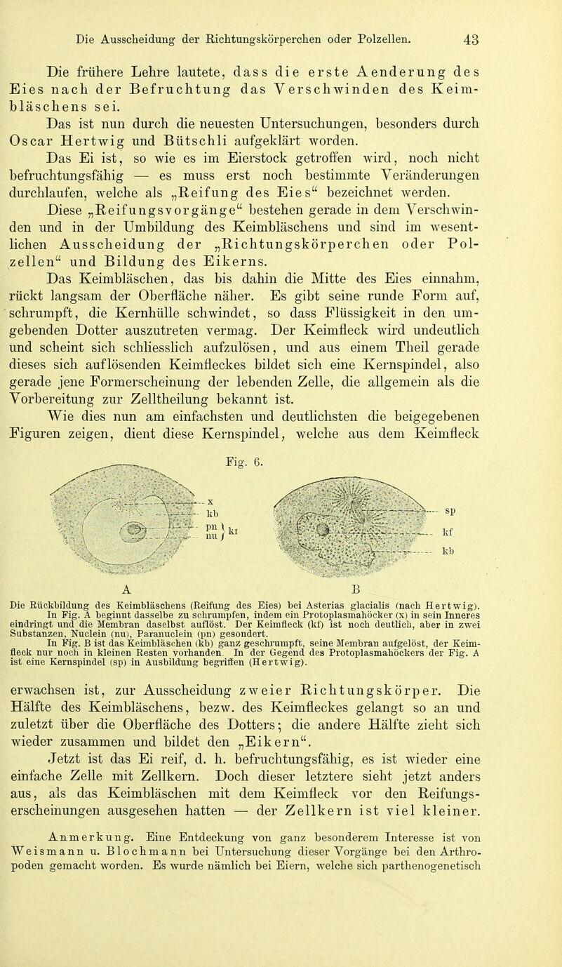 Die frühere Lehre lautete, dass die erste Aenderung des Eies nach der Befruchtung das Verschwinden des Keim- bläschens sei. Das ist nun durch die neuesten Untersuchungen, besonders durch Oscar Hartwig und Bütschli aufgeklärt worden. Das Ei ist, so wie es im Eierstock getroffen wird, noch nicht befruchtungsfähig — es muss erst noch bestimmte Veränderungen durchlaufen, welche als „Reifung des Eies bezeichnet werden. Diese „Reifungsvorgänge bestehen gerade in dem Verschwin- den und in der Umbildung des Keimbläschens und sind im wesent- lichen Ausscheidung der „Richtungskörperchen oder Pol- zellen und Bildung des Eikerns. Das Keimbläschen, das bis dahin die Mitte des Eies einnahm, rückt langsam der Oberfläche näher. Es gibt seine runde Form auf, schrumpft, die Kernhülle schwindet, so dass Flüssigkeit in den um- gebenden Dotter auszutreten vermag. Der Keimfleck wird undeutlich und scheint sich schliesslich aufzulösen, und aus einem Theil gerade dieses sich auflösenden Keimfleckes bildet sich eine Kernspindel, also gerade jene Formerscheinung der lebenden Zelle, die allgemein als die Vorbereitung zur Zelltheilung bekannt ist. Wie dies nun am einfachsten und deutlichsten die beigegebenen Figuren zeigen, dient diese Kernspindel, welche aus dem Keimfleck ^^„^-^.„^^ Fig. 6. A B Die Rückbildung des Keimbläschens (Reifung des Eies) bei Asterias glacialis (nach Hertwig). In Fig. A beginnt dasselbe zu schrumpfen, indem ein Protoplasmahöcker (x) in sein Inneres eindringt und die Membran daselbst auflöst. Der Keimfleck (kf) ist noch deutlich, aber in zwei Substanzen, Nuclein (nu), Parauuclein (pn) gesondert. In Fig. B ist das Keimbläschen (kb) ganz geschrumpft, seine Membran aufgelöst, der Keim- fleck nur noch in kleinen Resten vorhanden. In der Gegend des Protoplasmahöckers der Fig. A ist eine Kernspindel (sp) in Ausbildung begriffen (Hertwig). erwachsen ist, zur Ausscheidung zweier Richtungskörper. Die Hälfte des Keimbläschens, bezw. des Keimfleckes gelangt so an und zuletzt über die Oberfläche des Dotters; die andere Hälfte zieht sich wieder zusammen und bildet den „Eikern. Jetzt ist das Ei reif, d. h. befruchtungsfähig, es ist wieder eine einfache Zelle mit Zellkern. Doch dieser letztere sieht jetzt anders aus, als das Keimbläschen mit dem Keimfleck vor den Reifungs- erscheinungen ausgesehen hatten — der Zellkern ist viel kleiner. Anmerkung. Eine Entdeckung von ganz besonderem Interesse ist von Weismann u. Blochmann bei Untersuchung dieser Vorgänge bei den Arthro- poden gemacht worden. Es wurde nämlich bei Eiern, welche sich parthenogenetisch