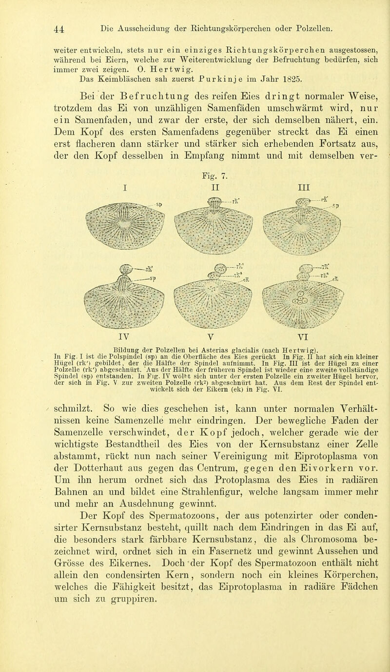 weiterentwickeln, stets nur ein einziges Richtungskörperchen ausgestossen, während bei Eiern, welche zur Weiterentwicklung der Befruchtung bedürfen, sich immer zwei zeigen. 0. Hartwig. Das Keimbläschen sah zuerst Purkinje im Jahr 1825. Bei der Befruchtung des reifen Eies dringt normaler Weise, trotzdem das Ei von unzähligen Samenfäden umschwärmt wird, nur ein Samenfaden, und zwar der erste, der sich demselben nähert, ein. Dem Kopf des ersten Samenfadens gegenüber streckt das Ei einen erst flacheren dann stärker und stärker sich erhebenden Fortsatz aus, der den Kopf desselben in Empfang nimmt und mit demselben yer- Fig. 7. I II III . „ -tV 0^— IV V VI Bildung der Polzellen bei Asterias glacialis (nach Hertwig). In Fig. I ist die Polspindel (sp) an die Oberfläche des Eies gerückt In Fig. II hat sich ein kleiner Hügel (rk') gebildet, der die Hälfte der Spindel autnimmt. In Fig. III ist der Hügel zu einer Polzelle (rk') abgeschnürt. Aus der Hälfte der frühereu Spindel i,st wieder eine zweite vollständige Spindel (sp) entstanden. In Fig. IV wöUit sich unter der ersten Polzelle ein zweiter Hügel hervor, der sich in Fig. V zur zweiten Polzelle (rk2) abgeschnürt hat. Aus dem Rest der Spindel ent- wickelt sich der Eikern (ek) in Fig. YI. schmilzt. So wie dies geschehen ist, kann unter normalen Verhält- nissen keine Samenzelle mehr eindringen. Der bewegliche Eaden der Samenzelle verschwindet, der Kopf jedoch, welcher gerade wie der wichtigste Bestandtheil des Eies von der Kernsubstanz einer Zelle abstammt, rückt nun nach seiner Vereinigung mit Eiprotoplasma von der Dotterhaut aus gegen das Centrum, gegen den Ei vorkern vor. Um ihn herum ordnet sich das Protoplasma des Eies in radiären Bahnen an und bildet eine Strahlenfigur, welche langsam immer mehr und mehr an Ausdehnung gewinnt. Der Kopf des Spermatozoons, der aus potenzirter oder conden- sirter Kernsubstanz besteht, quillt nach dem Eindringen in das Ei auf, die besonders stark färbbare Kernsubstanz, die als Chromosoma be- zeichnet wird, ordnet sich in ein Easernetz und gewinnt Aussehen und Grösse des Eikernes. Doch der Kopf des Spermatozoon enthält nicht allein den condensirten Kern, sondern noch ein kleines Körperchen, welches die Fähigkeit besitzt, das Eiprotoplasma in radiäre Fädchen um sich zu gruppiren.