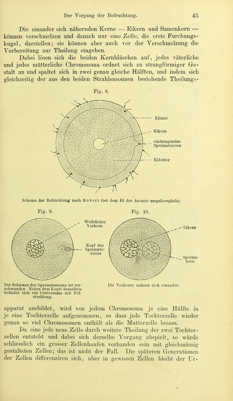 Die einander sich nähernden Kerne —■ Eikern und Samenkern — können verschmelzen und danach nur eine Zelle, die erste Furchungs- kugel, darstellen; sie können aber auch vor der Verschmelzung die Vorbereitung zur Theilung eingehen. Dabei lösen sich die beiden Kernbläschen auf, jedes väterliche und jedes mütterliche Chromosoma ordnet sich zu strangförmiger Ge- stalt an und spaltet sich in zwei genau gleiche Hälften, und indem sich gleichzeitig der aus den beiden Strahlensonnen bestehende Theilungs- Fig. 8. Der Schwanz des Spermatozoons ist ver- Die Vorkerne nähern sich einander, schwunden. Neben dem Kopfe desselben befindet sich ein Centrosoma mit Pol- strahlung. apparat ausbildet, vpird von jedem Chromosoma je eine Hälfte in je eine Tochterzelle aufgenommen, so dass jede Tochterzelle wieder genau so viel Chromosomen enthält als die Mutterzelle besass. Da eine jede neue Zelle durch weitere Theilung der zwei Tochter- zellen entsteht und dabei sich derselbe Vorgang abspielt, so würde schliesslich ein grosser Zellenhaufen vorhanden sein mit gleichmässig gestalteten Zellen; das i&t nicht der Fall. Die späteren Generationen der Zellen differenziren sich, aber in gewissen Zellen bleibt der Ur-