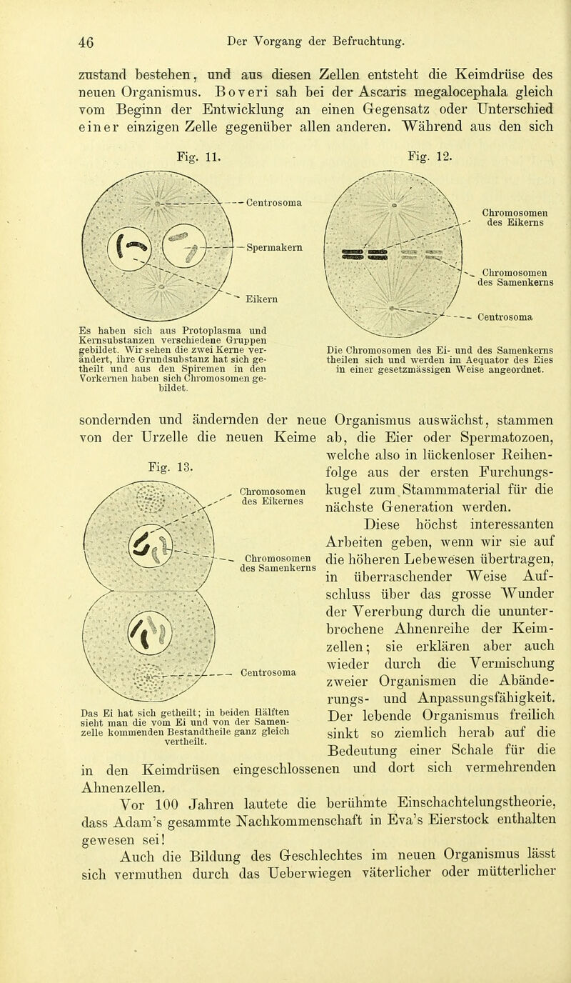 zustand bestehen, und aus diesen Zellen entsteht die Keimdrüse des neuen Organismus. Boveri sah bei der Ascaris megalocephala gleich vom Beginn der Entwicklung an einen Gegensatz oder Unterschied einer einzigen Zelle gegenüber allen anderen. Während aus den sich Fig. 11. - Fig. 12. Chromosomen des Eikerns Chromosomen des Samenkerns gebildet. Wir sehen die zwei Kerne ver- Die Chromosomen des Ei- und des Samenkerns ändert, ihre Grundsubstanz hat sich ge- theilen sich und werden im Aequator des Eies theilt und aus den Spiremen in den in einer gesetzmässigen Weise angeordnet. Vorkemen haben sich Chromosomen ge- bildet. Chromosomen des Eikernes - - Chromosomen des Samenkerns sondernden und ändernden der neue Organismus auswächst, stammen von der Urzelle die neuen Keime ab, die Eier oder Spermatozoen, welche also in lückenloser Reihen- ■^^S folge aus der ersten Furchungs- kugel zum Stammmaterial für die nächste Generation werden. Diese höchst interessanten Arbeiten geben, wenn wir sie auf die höheren Lebewesen übertragen, in überraschender Weise Auf- schluss über das grosse Wunder der Vererbung durch die ununter- brochene Ahnenreihe der Keim- zellen; sie erklären aber auch wieder durch die Vermischung zweier Organismen die Abände- rungs- und Anpassungsfähigkeit. Der lebende Organismus freilich sinkt so ziemhch herab auf die Bedeutung einer Schale für die in den Keimdrüsen eingeschlossenen und dort sich vermehrenden Ahnenzellen. Vor 100 Jahren lautete die berühmte Einschachtelungstheorie, dass Adam's gesammte Nachkommenschaft in Eva's Eierstock enthalten gewesen sei! Auch die Bildung des Geschlechtes im neuen Organismus lässt sich vermuthen durch das Ueberwiegen väterlicher oder mütterlicher — Centrosoma Das Ei hat sieh getheilt; in beiden Hälften sieht man die vom Ei und von der Samen- zelle kommenden Bestandtheile ganz gleich vertheilt.