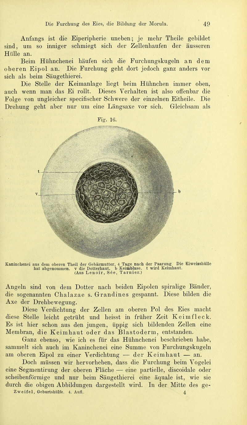 Anfangs ist die Eiperipherie uneben; je mehr Theile gebildet sind, um so inniger schmiegt sich der Zellenhaufen der äusseren Hülle an. Beim Hühnchenei häufen sich die Furchungskugeln an dem oberen Ei pol an. Die Furchung geht dort jedoch ganz anders vor sich als beim Säugethierei. Die Stelle der Keimanlage liegt beim Hühnchen immer oben, auch wenn man das Ei rollt. Dieses Verhalten ist also offenbar die Folge von ungleicher specifischer Schwere der einzelnen Eitheile. Die Drehung geht aber nur um eine Längsaxe vor sich. Gleichsam als Fig. 16. Kaninchenei aus dem oberen Theil der Gebärmutter, 4 Tage nach der Paarung Die Eiweisshülle hat abgenommen, v die Dotterhaut, b Keimblase, t wird Keimhaut. (Aus Lenoir, See, Tarnier.) Angeln sind von dem Dotter nach beiden Eipolen spiralige Bänder, die sogenannten Chalazae s. Grandines gespannt. Diese bilden die Axe der Drehbewegung, Diese Verdichtung der Zellen am oberen Pol des Eies macht diese Stelle leicht getrübt und heisst in früher Zeit Keimfleck. Es ist hier schon aus den jungen, üppig sich bildenden Zellen eine Membran, die Keimhaut oder das Blastoderm, entstanden. Ganz ebenso, wie ich es für das Hühnchenei beschrieben habe, sammelt sich auch im Kaninchenei eine Summe von Furchungskugeln am oberen Eipol zu einer Verdichtung — der Keimhaut — an. Doch müssen wir hervorheben, dass die Furchung beim Vogelei eine Segmentirung der oberen Fläche — eine partielle, discoidale oder scheibenförmige und nur beim Säugethierei eine äquale ist, wie sie durch die obigen Abbildungen dargestellt wird. In der Mitte des ge- Zweifel, Geburtshttlfe. 4. Aufl., 4