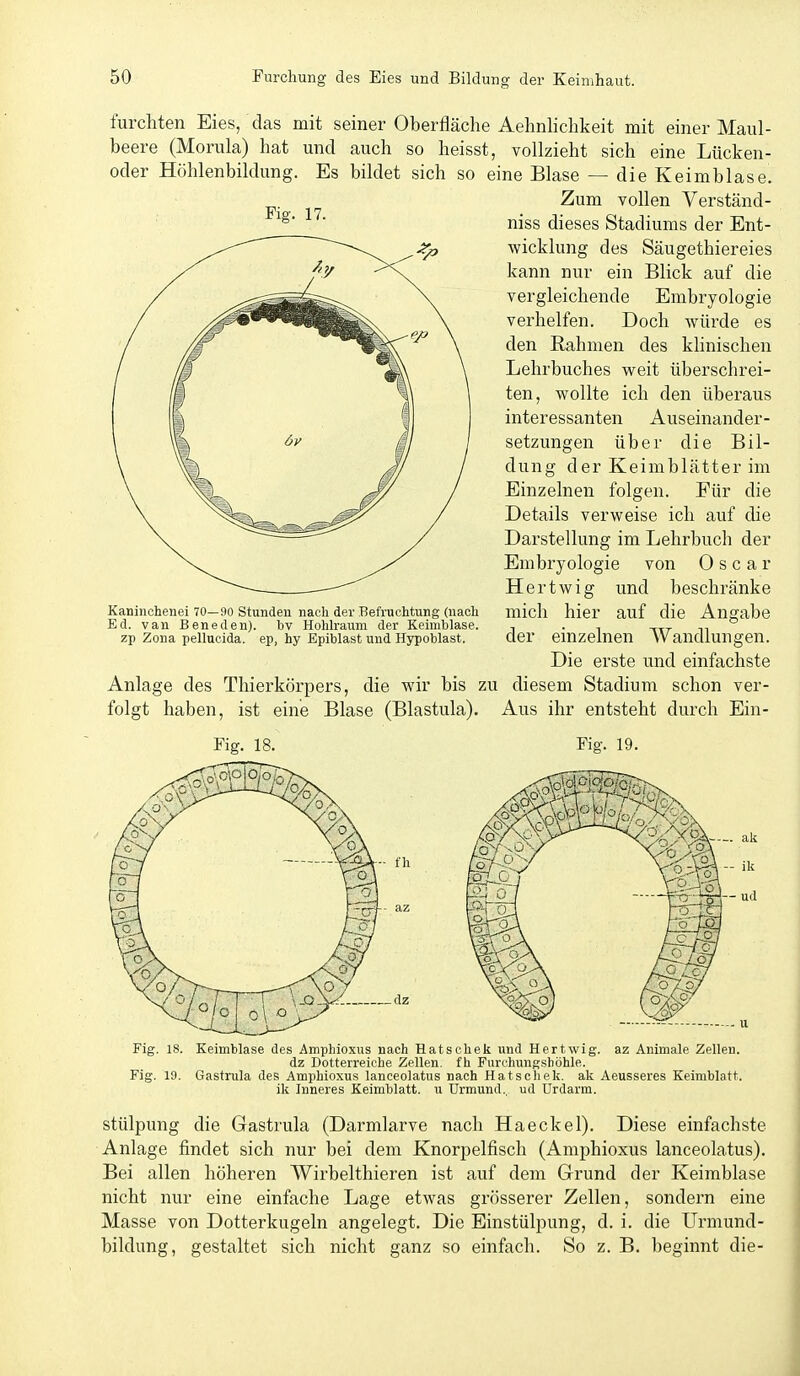 furchten Eies, das mit seiner Oberfläche Aehnhchkeit mit einer Maul- beere (Morula) hat und auch so heisst, vollzieht sich eine Lücken- oder Höhlenbildung. Es bildet sich so eine Blase — die Keimblase. ^. Zum vollen Verständ- niss dieses Stadiums der Ent- wicklung des Säugethiereies kann nur ein Blick auf die vergleichende Embryologie verhelfen. Doch würde es den Rahmen des klinischen Lehrbuches weit überschrei- ten, wollte ich den überaus interessanten Auseinander- setzungen über die Bil- dung der Keimblätter im Einzelnen folgen. Eür die Details verweise ich auf die Darstellung im Lehrbuch der Embryologie von Oscar Hertwig und beschränke mich hier auf die Angabe der einzelnen Wandlungen. Die erste und einfachste Anlage des Thierkörpers, die wir bis zu diesem Stadium schon ver- ist eine Blase (Blastula), Aus ihr entsteht durch Ein- Kaninchenei 70—90 Stunden nach der Befruchtung (nach Ed. van Beneden), 'bv Hohlraum der Keimblase, zp Zona pellucida. ep, hy Epiblast und Hypoblast. folgt haben, Fig. 19. Fig. 18. Keimblase des Amphioxus nach Hatsohek und Hertwig. az Animale Zellen. dz Dotterreiche Zellen, fh Furchungsböhle. Fig. 19. Gastrula des Amphioxus lanceolatus nach Hatschek. ak Aeusseres Keimblatt, ik Inneres Keimblatt, u Urmund., ud Urdarm. stülpung die Gastrula (Darmlarve nach Haeckel). Diese einfachste Anlage findet sich nur bei dem Knorpelfisch (Amphioxus lanceolatus). Bei allen höheren Wirbelthieren ist auf dem Grund der Keimblase nicht nur eine einfache Lage etwas grösserer Zellen, sondern eine Masse von Dotterkugeln angelegt. Die Einstülpung, d. i. die ürmund- bildung, gestaltet sich nicht ganz so einfach. So z. B. beginnt die-