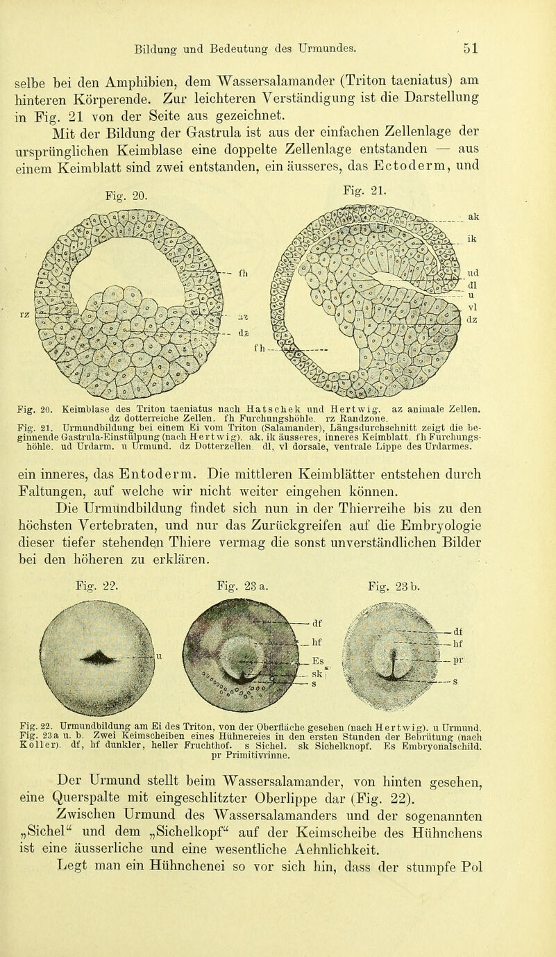 selbe bei den Amphibien, dem Wassersalamander (Triton taeniatus) am hinteren Körperende. Zur leichteren Verständigung ist die Darstellung in Fig. 21 von der Seite aus gezeichnet. Mit der Bildung der Gastrula ist aus der einfachen Zellenlage der ursprünglichen Keimblase eine doppelte Zellenlage entstanden — aus einem Keimblatt sind zwei entstanden, ein äusseres, das Ectoderm, und Fig. 20. Fig. 21. fh Fig. 20. Keimblase des Triton taeniatus nach Hatsoliek und Hertwig. az animale Zellen. dz dotterreiclie Zellen, fh Furchungshöhle. rz Randzone. Fig. 21. ürmundbildung bei einem Ei vom Triton (Salamander), Längsdurchschnitt zeigt die be- ginnende Gastrula-Einstülpung (nach Hertwig). ak, ik äusseres, inneres Keimblatt, fh Furchungs- höhle. ud Urdarm. u Urmund. dz Dotterzellen, dl, vi dorsale, ventrale Lippe des Urdarmes. ein inneres, das Entoderm. Die mittleren Keimblätter entstehen durch Faltungen, auf welche wir nicht weiter eingehen können. Die Urmilndbildung findet sich nun in der Thierreihe bis zu den höchsten Vertebraten, und nur das Zurückgreifen auf die Embryologie dieser tiefer stehenden Thiere vermag die sonst unverständlichen Bilder bei den höheren zu erklären. Fig. 22. Fig. 23 a. Fig. 23 b. —df —hf pr Fig. 22. ürmundbildung am Ei des Triton, von der Oberfläche gesehen (nach Hertwig). u Urmund. Fig. 23a n. b. Zwei Keirascheiben eines Hühnereies in den ersten Stunden der Bebrütung (nach Koller), df, hf dunkler, heller Fruchthof. s Sichel, sk Sichelknopf. Es Embryonalschild. pr Primitivrinne. Der Urmund stellt beim Wassersalamander, von hinten gesehen, eine Querspalte mit eingeschlitzter Oberlippe dar (Fig. 22). Zwischen Urmund des Wassersalamanders und der sogenannten „Sichel und dem „Sichelkopf auf der Keimscheibe des Hühnchens ist eine äusserliche und eine wesentliche Aehnlichkeit. Legt man ein Hühnchenei so vor sich hin, dass der stumpfe Pol