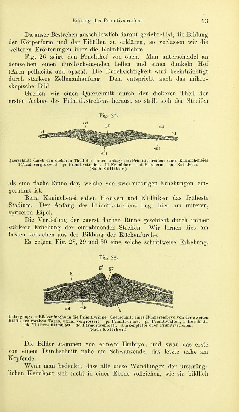 Da unser Bestreben ausschliesslich darauf gerichtet ist, die Bildung der Körperform und der Eihüllen zu erklären, so verlassen wir die vereiteren Erörterungen über die Keimblattlehre. Fig. 26 zeigt den Fruchthof von oben. Man unterscheidet an demselben einen durchscheinenden hellen und einen dunkeln Hof (Area pellucida und opaca). Die Durchsichtigkeit wird beeinträchtigt durch stärkere Zellenanhäufung. Dem entspricht auch das mikro- skopische Bild. Grreifen wir einen Querschnitt durch den dickeren Theil der ersten Anlage des Primitivstreifens heraus, so stellt sich der Streifen Fig. 27. Querschnitt dui'ch den dickeren Tlieil der ersten Anlage des Primitivstreifens eines Kanincheneies losmal Tergrössert). pr Primitivstreifen, bl Keimblase, ect Ectoderm. ent Entoderm. (Nach Kölliker.) als eine flache Rinne dar, welche von zwei niedrigen Erhebungen ein- gerahmt ist. Beim Kaninchenei sahen Hensen und Kölliker das früheste Stadium. Der Anfang des Primitivstreifens liegt hier am imteren, spitzeren Eipol. Die Vertiefung der zuerst flachen Rinne geschieht durch immer stärkere Erhebung der einrahmenden Streifen. Wir lernen dies am besten verstehen aus der Bildung der Rückenfurche. Es zeigen Fig. 28, 29 und 30 eine solche schrittweise Erhebung.. Fig. 28. Uebergang der Rückenfurche in die Primitivrinne. Querschnitt eines Hühnerembryo von der zweiten Hälfte des zweiten Tages, 83mal vergrössert. pr Primitivrinne, pf Primitivfalten, h Hornblatt, mk Mittleres Keimblatt, dd Darmdrüsenblatt, a Axenplatte oder Primitivstreifen. (Nach Kölliker.) Die Bilder stammen von einem Embryo, und zwar das erste von einem Durchschnitt nahe am Schwanzende, das letzte nahe am Kopfende. Wenn man bedenkt, dass alle diese Wandlungen der ursprüng- lichen Keimhaut sich nicht in einer Ebene vollziehen, wie sie bildlich