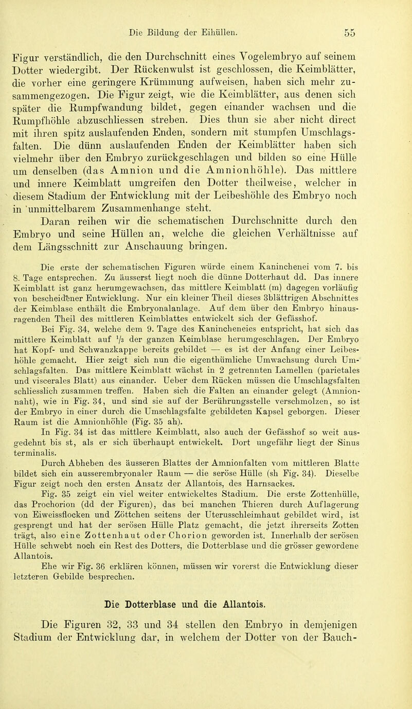 Figur verständlich, die den Durchschnitt eines Vogelembryo auf seinem Dotter wiedergibt. Der Rückenwulst ist geschlossen, die Keimblätter, die vorher eine geringere Krümmung aufweisen, haben sich mehr zu- sammengezogen. Die Figur zeigt, wie die Keimblätter, aus denen sich später die Eumpfwandung bildet, gegen einander wachsen und die Rumpfhöhle abzuschliessen streben. Dies thun sie aber nicht direct mit ihren spitz auslaufenden Enden, sondern mit stumpfen Umschlags- falten. Die dünn auslaufenden Enden der Keimblätter haben sich vielmehr über den Embryo zurückgeschlagen und bilden so eine Hülle um denselben (das Amnion und die Amnionhöhle). Das mittlere und innere Keimblatt umgreifen den Dotter theilweise, welcher in diesem Stadium der Entwicklung mit der Leibeshöhle des Embryo noch in 'unmittelbarem Zusammenhange steht. Daran reihen wir die schematischen Durchschnitte durch den Embryo und seine Hüllen an, welche die gleichen Verhältnisse auf dem Längsschnitt zur Anschauung bi'ingen. Die erste der schematisclien Figuren würde einem Kaninclienei vom 7. bis 8. Tage entsprechen. Zu äusserst liegt noch die dünne Dotterhaut dd. Das innere Keimblatt ist ganz herumgewachsen, das mittlere Keimblatt (m) dagegen vorläufig von bescheid'fener Entwicklung. Nur ein kleiner Theil dieses Sblättrigen Abschnittes der Keimblase enthält die Embryonalanlage. Auf dem über den Embryo hinaus- ragenden Theil des mittleren Keimblattes entwickelt sich der Gefässhof. Bei Fig. 34, welche dem 9. Tage des Kanincheneies entspricht, hat sich das mittlere Keimblatt auf der ganzen Keimblase herumgeschlagen. Der Embryo hat Kopf- und Schwanzkappe bereits gebildet — es ist der Anfang einer Leibes- höhle gemacht. Hier zeigt sich nun die eigenthümliche Umwachsung durch Um- sclilagsfalten. Das mittlere Keimblatt wächst in 2 getrennten Lamellen (parietales und viscerales Blatt) aus einander. Ueber dem Rücken müssen die Umschlagsfalten schliesslich zusammen trefi'en. Haben sich die Falten an einander gelegt (Amnion- naht), wie in Fig. 34, und sind sie auf der Berührungsstelle verschmolzen, so ist der Embryo in einer durch die Umschlagsfalte gebildeten Kapsel geborgen. Dieser Raum ist die Amnionhöhle (Fig. 35 ah). In Fig. 34 ist das mittlere Keimblatt, also auch der (refässhof so weit aus- gedehnt bis st, als er sich überhaupt entwickelt. Dort imgefähr liegt der Sinus terminalis. Durch Abheben des äusseren Blattes der Amnionfalten vom mittleren Blatte bildet sich ein ausserembryonaler Raum — die seröse Hülle (sh Fig. 34). Dieselbe Figur zeigt noch den ersten Ansatz der AUantois, des Harnsackes. Fig. 35 zeigt ein viel weiter entwickeltes Stadium. Die erste Zottenhülle, das Prochorion (dd der Figuren), das bei manchen Thieren durch Auflagerung von Eiweissflocken und Zöttchen seitens der Uterusschleimhaut gebildet wird, ist gesprengt und hat der serösen Hülle Platz gemacht, die jetzt ihrerseits Zotten trägt, also eine Zottenhaut oder Chorion geworden ist. Lmerhalb der serösen Hülle schwebt noch ein Rest des Dotters, die Dotterblase und die grösser gewordene AUantois. Ehe wir Fig. 36 erklären können, müssen wir vorerst die Entwicklung dieser letzteren Gebilde besprechen. Die Dotterblase und die AUantois. Die Figuren 32, 33 und 34 stellen den Embryo in demjenigen Stadium der Entwicklung dar, in welchem der Dotter von der Bauch-