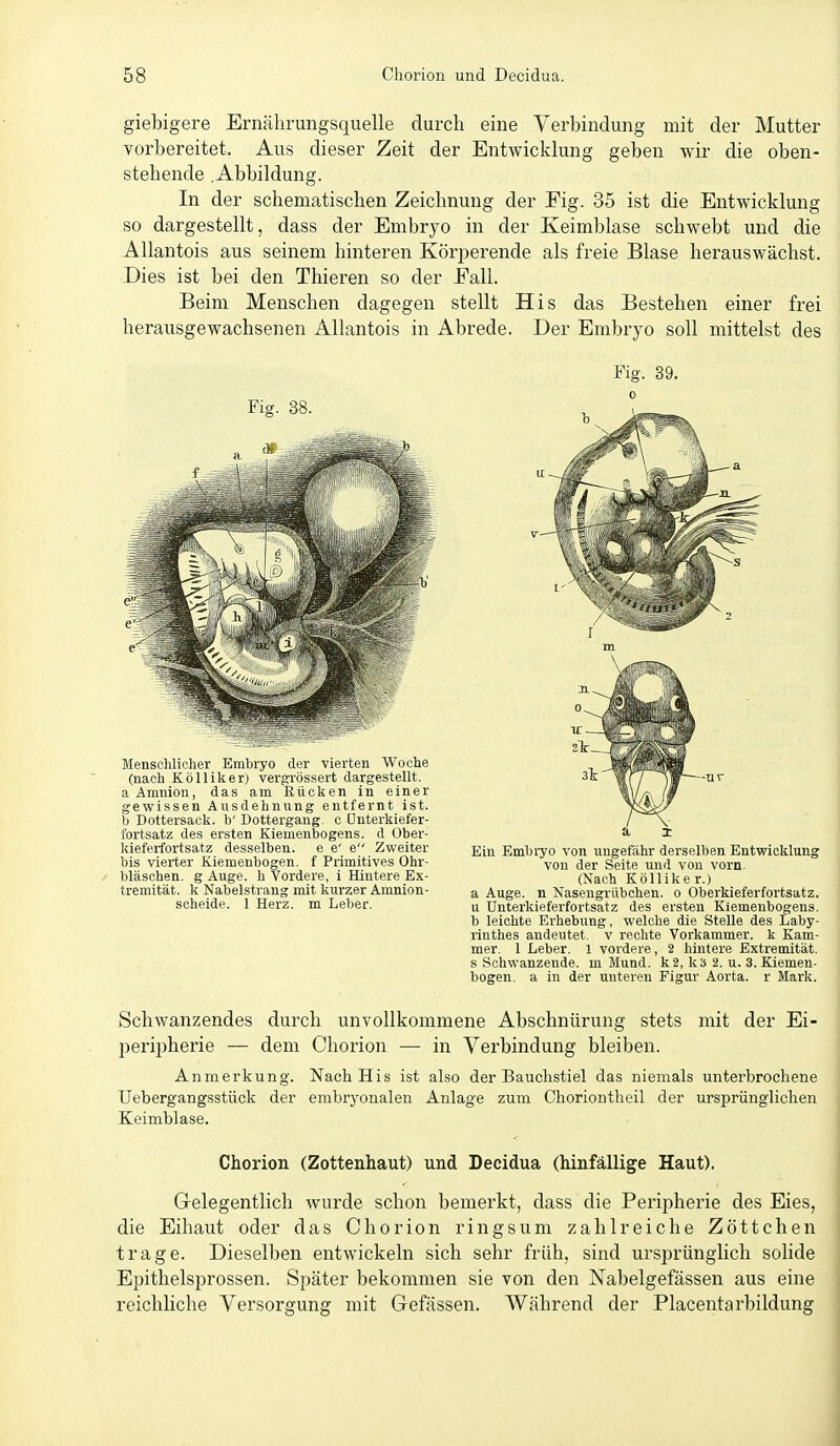 giebigere Ernälirungsquelle durch eine Verbindung mit der Mutter vorbereitet. Aus dieser Zeit der Entwicklung geben wir die oben- stehende .Abbildung. In der schematischen Zeichnung der Fig. 35 ist die Entwicklung so dargestellt, dass der Embryo in der Keimblase schwebt und die Allantois aus seinem hinteren Köri^erende als freie Blase herauswächst. Dies ist bei den Thieren so der Fall. Beim Menschen dagegen stellt His das Bestehen einer frei herausgewachsenen Allantois in Abrede. Der Embryo soll mittelst des Fig. 39. Menschlicher Embryo der vierten Woche (nach Kölliker) vergrössert dargestellt, a Amnion, das am Ilücken in einer gewissen Ausdehnung entfernt ist. b Dottersack, b' Dottergang, c Dnterkiefer- fortsatz des ersten Kiemenbogens. d Ober- kieferfortsatz desselben, e e' e Zweiter bis viei-ter Kiemenbogen. f Primitives Ohr- bläschen, g Auge, h Vordere, i Hintere Ex- tremität, k Nabelstrang mit kurzer Amnion- scheide. 1 Herz, m Leber. Ein Embryo von ungefähr derselben Entwicklung von der Seite und von vorn. (Nach Kölliker.) a Auge, n Nasengrübchen, o Oberkieferfortsatz, u ünterkieferfortsatz des ersten Kiemenbogens. b leichte Erhebung, welche die Stelle des Laby- rinthes andeutet, v rechte Vorkammer, k Kam- mer. 1 Leber. 1 vordere, 2 hintere Extremität, s Schwanzende, m Mund. k2, kb 2. u. 3. Kiemen- bogen. a in der unteren Figur Aorta, r Mark. Schwanzendes durch unvollkommene Abschnürung stets mit der Ei- peripherie — dem Chorion — in Vei'bindung bleiben. Anmerkung. Nach His ist also der Bauclistiel das niemals unterbrochene Uebergangsstück der embryonalen Anlage zum Choriontheil der ursprünglichen Keimblase. Chorion (Zottenhaut) und Decidua (hinfällige Haut). (gelegentlich wurde schon bemerkt, dass die Peripherie des Eies, die Eihaut oder das Chorion ringsum zahlreiche Zöttchen trage. Dieselben entwickeln sich sehr früh, sind ursprünglich solide Epithelsprossen. Später bekommen sie von den Nabelgefässen aus eine reichliche Versorgung mit Gefässen. Während der Placentarbildung