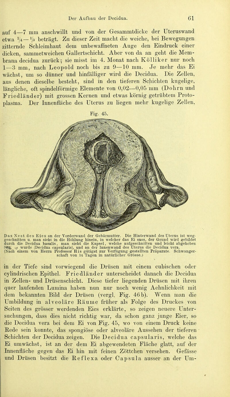 auf 4—7 mm anschwillt und von der Gesammtdicke der Uteruswand etwa ^/i—beträgt. Zu dieser Zeit macht die weiche, bei Bewegungen zitternde Schleimhaut dem unbewaffneten Auge den Eindruck einer dicken, sammetweichen Gallertschicht. Aber von da an geht die Mem- brana decidua zurück; sie misst im 4. Monat nach Kölliker nur noch 1—3 mm, nach Leopold noch bis zu 9—10 mm. Je mehr das Ei wächst, um so dünner und hinfälliger wird die Decidua. Die Zellen, aus denen dieselbe besteht, sind in den tieferen Schichten kugelige, länghche, oft spindelförmige Elemente von 0,02—0,05 mm (Dohm und Friedländer) mit grossen Kernen und etwas körnig getrübtem Proto- plasma. Der Innenfläche des Uterus zu liegen mehr kugehge Zellen, Fig. 45. Das Nest des Eies an der Vordervvand der Gebärmutter. Die Hinterwand des Uterus ist weg- geschnitten u. man sieht in die Höhlung hinein, in welcher das Ei sass, der Grund wird gebildet durch die Decidua basalis, man sieht die Kajisel, welche aufgeschnitten und leicht abgehoben JiSäät tji wurde (Deeidua oapsularis), und an der Innenwand des Üterus die Decidua vera. (Nach einem von Herrn Professor His gütigst zur Verfügung gestellten Präparate. Schwanger- schaft von 14 Tagen in natürlicher Grösse.) in der Tiefe sind vorwiegend die Drüsen mit einem cubischen oder cylindrischen Epithel. Friedländer unterscheidet danach die Decidua in Zellen- und Drüsenschicht. Diese tiefer liegenden Drüsen mit ihren quer laufenden Lumina haben nun nur noch wenig Aehnlichkeit mit dem bekannten Bild der Drüsen (vergl. Fig. 46 b). Wenn man die Umbildung in alveoläre Bäume früher als Folge des Druckes von Seiten des grösser werdenden Eies erklärte, so zeigen neuere Unter- suchungen, dass dies nicht richtig war, da schon ganz junge Eier, so die Decidua vera bei dem Ei von Fig. 45, wo von einem Druck keine Bede sein konnte, das spongiöse oder alveoläre Aussehen der tieferen Schichten der Decidua zeigen. Die Decidua Capsularis, welche das Ei umwächst, ist an der dem Ei abgewendeten Fläche glatt, auf der Innenfläche gegen das Ei hin mit feinen Zöttchen versehen. Gefässe und Drüsen besitzt die Beflexa oder Capsula ausser an der Um-