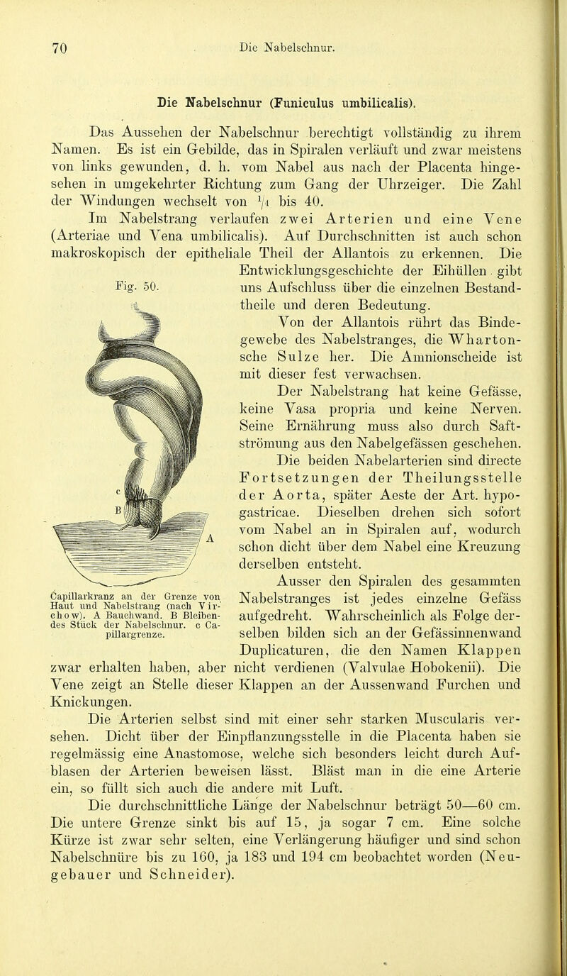 Die Nabelschnur (Funiculus umbilicalis). Fiff. 50. Das Aussehen der Nabelschnur berechtigt vollständig zu ihrem Namen. Es ist ein Gebilde, das in Sj^iralen verläuft und zwar meistens von links gewunden, d. h. vom Nabel aus nach der Placenta hinge- sehen in umgekehi'ter Richtung zum Gang der Uhrzeiger. Die Zahl der Windungen wechselt von ^ji bis 40. Im Nabelstrang verlaufen zwei Arterien und eine Vene (Arteriae und Vena umbilicalis). Auf Durchschnitten ist auch schon makroskopisch der ej)itheliale Theil der AUantois zu erkennen. Die Entwicklungsgeschichte der Eihüllen . gibt uns Aufschluss über die einzelnen Bestand- theile und deren Bedeutung. Von der AUantois rührt das Binde- gewebe des Nabelstranges, die Wharton- sche Sülze her. Die Aninionscheide ist mit dieser fest verwachsen. Der Nabelstrang hat keine Gefässe, keine Vasa propria und keine Nerven. Seine Ernährung muss also durch Saft- strömung aus den Nabelgefässen geschehen. Die beiden Nabelarterien sind directe Fortsetzungen der Theilungsstelle der Aorta, später Aeste der Art. hypo- gastricae. Dieselben drehen sich sofort vom Nabel an in Spiralen auf, wodurch schon dicht über dem Nabel eine Kreuzung derselben entsteht. Ausser den Spiralen des gesammten Nabelstranges ist jedes einzelne Gefäss aufgedreht. Wahrscheinlich als Folge der- selben bilden sich an der Gefässinnenwand Duplicaturen, die den Namen Klappen zwar erhalten haben, aber nicht verdienen (Valvulae Hobokenii). Die Vene zeigt an Stelle dieser Klappen an der Aussenwand Furchen und Knickungen. Die Arterien selbst sind mit einer sehr starken Muscularis ver- sehen. Dicht über der Einpflanzungsstelle in die Placenta haben sie regelmässig eine Anastomose, welche sich besonders leicht durch Auf- blasen der Arterien beweisen lässt. Bläst man in die eine Arterie ein, so füllt sich auch die andere mit Luft. Die durchschnittliche Länge der Nabelschnur beträgt 50—60 cm. Die untere Grenze sinkt bis auf 15, ja sogar 7 cm. Eine solche Kürze ist zwar sehr selten, eine Verlängerung häufiger und sind schon Nabelschnüre bis zu 160, ja 183 und 194 cm beobachtet worden (Neu- gebauer und Schneider). W A Capillarkranz an der Grenze von Haut und Nabelstrang (nach Vir-' chow). A Bauch wand. B Bleiben- des Stück der Nabelschnur, c Ca- pillargrenze.