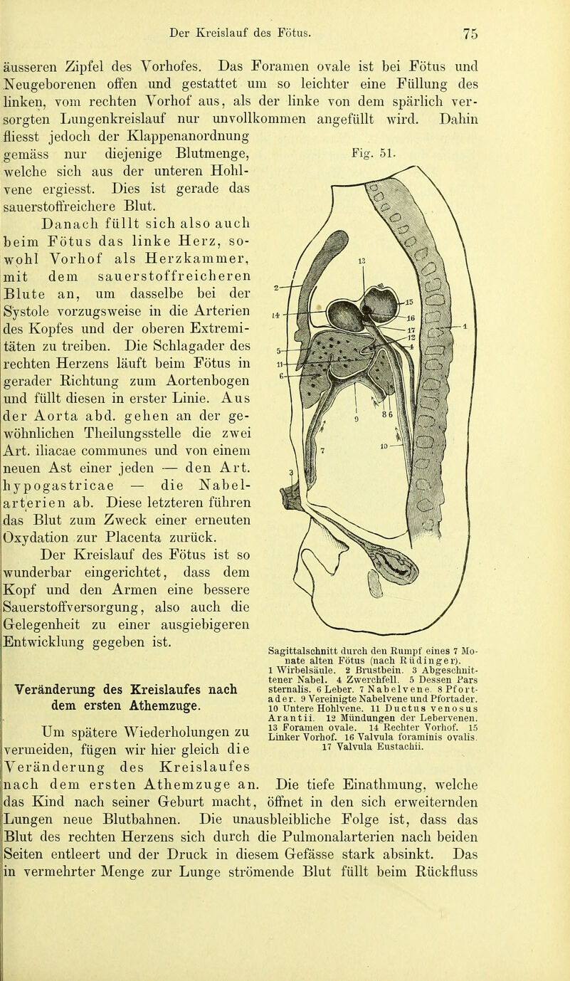Fig. 51. äusseren Zipfel des Vorhofes. Das Foramen ovale ist bei Fötus und Neugeborenen offen und gestattet um so leichter eine Füllung des linken, vom rechten Vorhof aus, als der linke von dem spärlich ver- sorgten Ijungenkreislauf nur unvollkommen angefüllt wird. Dahin fliesst jedoch der Klappenanordnung gemäss nur diejenige Blutmenge, welche sich aus der unteren Hohl- vene ergiesst. Dies ist gerade das sauerstottreichere Blut. Danach füllt sich also auch beim Fötus das linke Herz, so- wohl Vorhof als Herzkammer, mit dem sauerstoffreicheren Blute an, um dasselbe bei der Systole vorzugsweise in die Arterien des Kopfes und der oberen Extremi- täten zu treiben. Die Schlagader des rechten Herzens läuft beim Fötus in gerader Richtung zum Aortenbogen und füllt diesen in erster Linie. Aus der Aorta abd. gehen an der ge- wöhnlichen Theilungsstelle die zwei Art. iliacae communes und von einem neuen Ast einer jeden — den Art. hypogastricae — die Nabel- arterien ab. Diese letzteren führen das Blut zum Zweck einer erneuten Oxydation zur Placenta zurück. Der Kreislauf des Fötus ist so wunderbar eingerichtet, dass dem Kopf und den Armen eine bessere Sauerstoffversorgung, also auch die Gelegenheit zu einer ausgiebigeren Entwicklung gegeben ist. Veränderung des Kreislaufes nach dem ersten Athemzuge. Sagittalschnitt durch den Rumpf eines 7 Mo- nate alten Fötus (nach Rüdinger). 1 Wirbelsäule. 2 Brustbein. 3 Abgeschnit- tener Nabel. 4 Zwerchfell. 5 Dessen Pars Sternalis. 6 Leber. 7 Nabelvene. SPfort- a d e r. 9 Vereinigte Nabelvene und Pfortader. 10 Untere Hohlvene. 11 Ductus venosus Arantii. 12 Mündungen der Lebervenen. 13 Foramen ovale. 14 Rechter Vorliof. 15 Linker Vorhof. 16 Valvula foraminis ovalis. 17 Valvula Eustaohii. Die tiefe Einathmung, welche Um spätere Wiederholungen zu vermeiden, fügen wir hier gleich die Veränderung des Kreislaufes nach dem ersten Athemzuge an. das Kind nach seiner Geburt macht, öffnet in den sich erweiternden Lungen neue Blutbahnen. Die unausbleibliche Folge ist, dass das Blut des rechten Herzens sich durch die Pulmonalarterien nach beiden Seiten entleert und der Druck in diesem Gefässe stark absinkt. Das in vermehrter Menge zur Lunge strömende Blut füllt beim ßückfluss