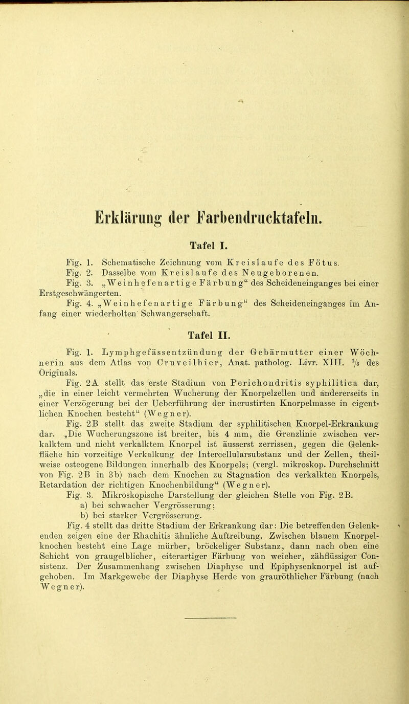 Erklärung der Farbeiidrucktafelii. Tafel I. Fig. 1. Schematische Zeichnung vom Kreislaufe des Fötus. Fig. 2. Dasselbe vom Kreislaufe des Neugeborenen. Fig. 3. „Weinhsfenartige Färbung des Scheideneinganges bei einer Erstgeschwängerten. Fig. 4. „Weinhefenartige Färbung des Scheideneinganges im An- fang einer wiederholten' Schwangerschaft. Tafel II. Fig. 1. Lymphgefässentzündung der Gebärmutter einer Wöch- nerin aus dem Atlas von Cruveilhier, Anat. patholog. Livr. XIII. ^/a des Originals. Fig. 2A stellt das erste Stadium von Perichondritis syphilitica dar, „die in einer leicht vermehrten Wucherung der Knorpelzellen und andererseits in einer Verzögerung bei der Ueberführung der incrustirten Knorpelmasse in eigent- lichen Knochen besteht (Wegner). Fig. 2B stellt das zweite Stadium der syphilitischen Knorpel-Erkrankung dar. „Die Wucherungszone ist breiter, bis 4 mm, die Grenzlinie zwischen ver- kalktem und nicht verkalktem Knorpel ist äusserst zerrissen, gegen die Gelenk- fläche hin vorzeitige Verkalkung der Intercellularsubstanz und der Zellen, theil- weise osteogene Bildungen innerhalb des Knorpels; (vergl. mikroskop. Durchschnitt von Fig. 2B in 3b) nach dem Knochen zu Stagnation des verkalkten Knorpels, Retardation der richtigen Knochenbildung (Wegner). Fig. 3. Mikroskqpische Darstellung der gleichen Stelle von Fig. 2B. a) bei schwacher Vergrösserung; b) bei starker Vergrösserung. Fig. 4 stellt das dritte Stadium der Erkrankung dar: Die betreffenden Gelenk- enden zeigen eine der Rhachitis ähnliche Auftreibung. Zwischen blauem Knorpel- knochen besteht eine Lage mürber, bröckeliger Substanz, dann nach oben eine Schicht von graugelblicher, eiterartiger Färbung von weicher, zähflüssiger Con- sistenz. Der Zusammenhang zwischen Diaphyse und Epiphysenknorpel ist auf- gehoben. Im Markgewebe der Diaphyse Herde von grauröthlicher Färbung (nach W e g n e r).