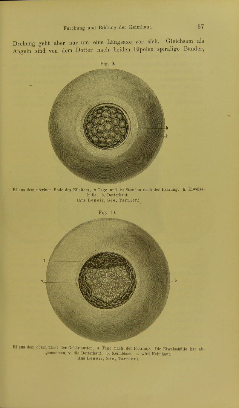 Drehung geht aber nur um eine Längsaxe vor sich. Gleichsam als Angeln sind von dem Dotter nach beiden Eipolen spiralige Bänder, Fig. 9. Ei aus dem uterinen Ende des Eileiters, 2 Tage und 20 Stunden nach der Paarung, h. Eiweiss- hülle. b. Dotterhaut. (Aus Lenoir, See, Tarnier.) Fig. 10. aus dem obern Theil der Gebärmutter, 4 Tage nach der Paarung. Die Eiweisshülle hat ab- genommen, v. die Dotterhaut. b. Keimblase, t. wird Keimhaut. (Aus Lenoir, See, Tarnier.)