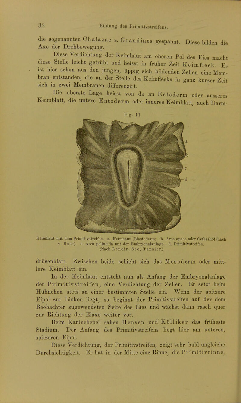 die sogenannten Chalazae s. Grand in es gespannt. Diese bilden die Axe der Drehbewegung. Diese Verdichtung der Keimhaut am oberen Pol des Eies macht diese Stelle leicht getrübt und heisst in früher Zeit Keim fleck. Es ist hier schon aus den jungen, üppig sich bildenden Zellen eine Mem- bran entstanden, die an der Stelle des Keimflecks in ganz kurzer Zeit sich in zwei Membranen differenzirt. Die oberste Lage heisst von da an Ectoderm oder äusseres Keimblatt, die untere Entoderm oder inneres Keimblatt, auch Darm- Fig. 11. Keimhaut mit dem Piimitivstreifen. a. Keimhaut (Blastoderm). b. Area opaca oder Gefässhof (nach v. Baer). c. Area pellucida mit der Emhryonalanlage. d. Primitivstreifen. (Nach Lenoir, S6e, Tarnier.) drüsenblatt. Zwischen beide schiebt sich das Mesoderm oder mitt- lere Keimblatt ein. In der Keimhaut entsteht nun als Anfang der Enibryonalanlage der Primitivstreifen, eine Verdichtung der Zellen. Er setzt beim Hühnchen stets an einer bestimmten Stelle ein. Wenn der spitzere Eipol zur Linken liegt, so beginnt der Primitivstreifen auf der dem Beobachter zugewendeten Seite des Eies und wächst dann rasch quer zur Richtung der Eiaxe weiter vor. Beim Kaninchenei sahen Hensen und Kölliker das früheste Stadium. Der Anfang des Primitivstreifehs liegt hier am unteren, spitzeren Eipol. Diese Verdichtung, der Primitivstreifen, zeigt sehr bald ungleiche Durchsichtigkeit. Er hat in der Mitte eine Rinne, die Primitivrinne,