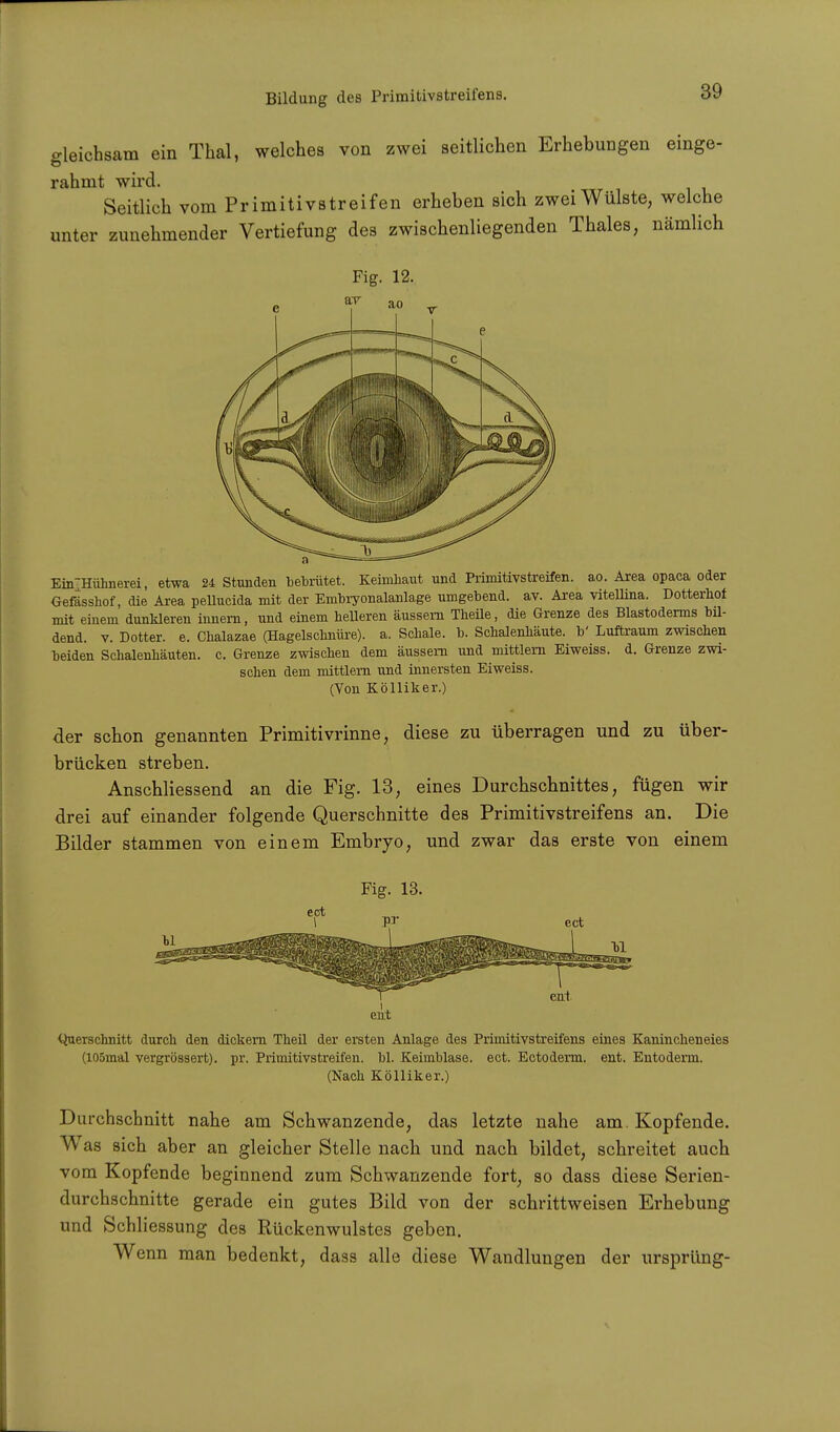 gleichsam ein Thal, welches von zwei seitlichen Erhebungen einge- rahmt wird. Seitlich vom Primitivstreifen erheben sich zwei Wülste, welche unter zunehmender Vertiefung des zwischenliegenden Thaies, nämlich Fig. 12. EÜTHuhnerei, etwa 24 Stunden bebrütet. Keimbaut und Primitivstreifen, ao. Area opaca oder Gefässhof, die Area pellucida mit der Embryonalanlage umgebend, av. Area vitellina. Dotterbot mit einem dunkleren innern, und einem belleren äussern Tbeüe, die Grenze des Blastoderms bil- dend, v. Dotter, e. Cbalazae (Hagelscbnüre). a. Scbale. b. Schalenbäute. b' Luftraum zwischen beiden Schalenhäuten, c. Grenze zwischen dem äussern und mittlem Eiweiss. d. Grenze zwi- schen dem mittlem und innersten Eiweiss. (Von Kölliker.) der schon genannten Primitivrinne, diese zu überragen und zu über- brücken streben. Anschliessend an die Fig. 13, eines Durchschnittes, fügen wir drei auf einander folgende Querschnitte des Primitivstreifens an. Die Bilder stammen von einem Embryo, und zwar das erste von einem eirt Querschnitt durch den dickern Theil der ersten Anlage des Prünitivstreifens eines Kanincheneies (105mal vergrössert). pr. Primitivstreifen, bl. Keimblase, ect. Ectoderm. ent. Entoderm. (Nach Kölliker.) Durchschnitt nahe am Schwanzende, das letzte nahe am. Kopfende. Was sich aber an gleicher Stelle nach und nach bildet, schreitet auch vom Kopfende beginnend zum Schwanzende fort, so dass diese Serien- durchschnitte gerade ein gutes Bild von der schrittweisen Erhebung und Schliessung des Rückenwulstes geben. Wenn man bedenkt, dass alle diese Wandlungen der Ursprung-