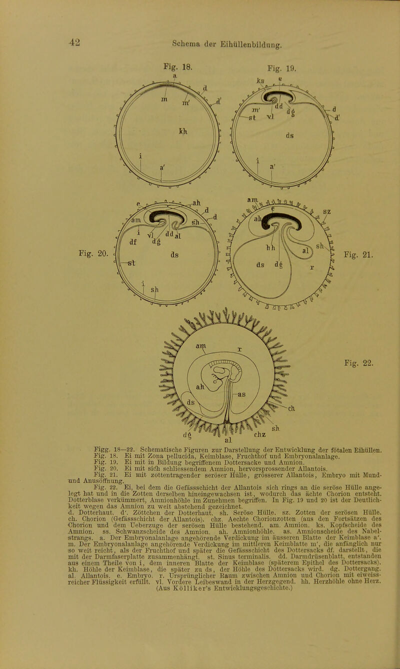 Fig. 18. Fig. 19. Figg. 18—22. Schematische Figuren zur Darstellung der Entwicklung der fötalen Eihüllen. Fig. 18. Ei mit Zona pellucida, Keimblase, Fruchthof und Embryonalanlage. Fig. 19. Ei mit in Bildung begriffenem Dottersacke und Amnion. Fig. 20. Ei mit siöh scliliessendem Amnion, hervorsprossender Allantois. Fig. 21. Ei mit zottentragender seröser Hülle, grösserer Allantois, Embryo mit Muud- und Anusöffnung. Fig. 22. Ei, bei dem die Gefässschicht der Allantois sich rings an die seröse Hülle ange- legt hat und in die Zotten derselben hineingewachsen ist, wodurch das ächte Chorion entsteht. Dotterblase verkümmert, Amnionhöhle im Zunehmen begriffen. In Fig. 19 und 20 ist der Deutlich- keit wegen das Amnion zu weit abstehend gezeichnet. d. Dotterhaut. d'. Zöttchen der Dotterhaut. sh. Seröse Hülle, sz. Zotten der serösen Hülle, ch. Chorion (Gefässschicht der Allantois). chz. Aechte Chorionzotten (aus den Fortsätzen des Chorion und dem Ueberzuge der serösen Hülle bestehend, am. Amnion, ks. Kopfscheide des Amnion, ss. Schwanzscheide des Amnion, all. Amnionhöhle. as. Amnionscheide des Nabel- strangs, a. Der Embryonalanlage angehörende Verdickung im äusseren Blatte der Keimblase a'. m. Der Embryonalanlage angehörende Verdickung im mittleren Keimblatte m', die anfänglich nur so weit reicht, als der Fruchthof und später die Gefässschicht des Dottersacks df. darstellt, die mit der Darmfaserplatte zusammenhängt, st. Sinus terminalis. dd. Darmdrüsenblatt, entstanden aus einem Theile von i, dem inneren Blatte der Keimblase (späterem Epithel des Dottersacks), kli. Höhle der Keimblase, die später zu ds, der Höhle des Dottersacks wird. dg. Dottergang, al. Allantois. e. Embryo, r. Ursprünglicher Raum zwischen Amnion und Chorion mit eiweiss- reicher Flüssigkeit erfüllt, vi. Vordere Leibeswand in der Herzgegend, hh. Herzhöhle ohne Herz. (Aus Kölliker's Entwicklungsgeschichte.)