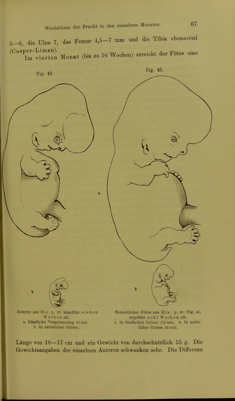 _6, die Ulna 7, das Femur 4,5-7 mm und die Tibia ebensoviel (CaTm vie'un Monat (bis « 16 Wocben) erreieht der Fötus eine Fig. 42. Embryo aus His, p. 58, ungefähr sieben Wochen alt. a. Fünffache Vergrösserung 97 mm. b. In natürlicher Grösse. Fig. 43. Menschlicher Fötus aus His, p. 60. Fig. 45, ungefähr acht Wochen alt. a. In fünffacher Grösse 113 mm. b. In natür- licher Grösse 23 mm. Länge von 10—17 cm und ein Gewicht von durchschnittlich 55 g. Die Gewichtsangaben der einzelnen Autoren schwanken sehr. Die Differenz