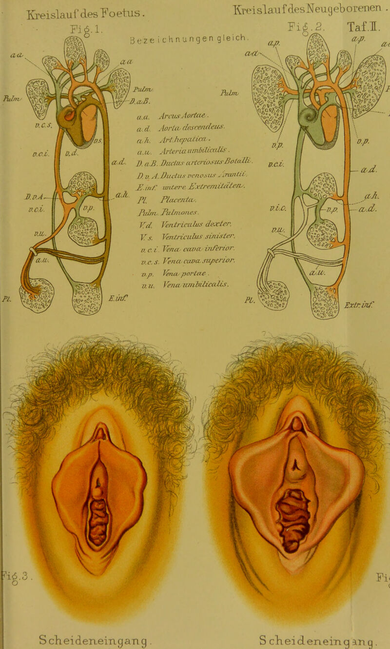 Kreislauf des Poetus Fi 6.1. Krei sl au f des N eug eb orenen Fi6.J3. Taf.I. Bei® ichnungen gleich. Palms u.a. Arcus Aorta? ■ a d Aorta descendeus. a ll. Arl.b.cpatira . a.it. Arleria umbilicalis. <X> d~ I). a.B. Ductus urtcriosKsßolalli I). v. iL Ductus venosus . .rantu JZ.in/: untere Extremitäten^. PL Placcnta. Pulni. Pulmoncs Vd. Ventricuhis äexter. Vs. Ventriculus sutister, v.c.i. Vena cava inferior. v.c.S. Vena cana. super/or. p.p. l'ena portae . uu. I ena um bilica Iis. S ch e i d enem cj an g S cheideneing an q