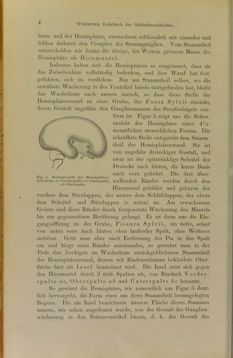 liirns und der Hemisphäre, verwachsen schliesslich mit einander und bilden dadurch den Complex der Stammganglien. Vom Stammtheil unterscheiden wir fortan die übrige, bei Weitem grössere Masse der Hemisphäre als Hirnmantel. Indessen haben sich die Hemisphären so vergrössert, dass sie das Zwischenhirn vollständig bedecken, und ihre Wand hat fort- getähren, sich zu verdicken. Nur am Stammtheil selber, wo die erwähnte Wucherung in den Ventrikel hinein stattgefunden hat, bleibt das Waclisthum nach aussen zurück, so dass diese Stelle der Hemisphärenwand zu einer Grube, der Fossa Sylvii einsinkt, deren Gestalt ungefähr den Ganglienmassen des Streifenhügels con- form ist. Figur 5 zeigt uns die Seiten- ansicht der Hemisphäre eines 472- monatlichen menschlichen Foetus. Die schraffirte Stelle entspricht dem Stamm- theil der Hemisphärenwand. Sie ist von ungefähr dreieckiger Gestalt, und zwar ist der spitzwinklige Scheitel des Dreiecks nach hinten, die kurze Basis nach vorn gekehrt. Die drei über- wallenden Ränder werden durch den Hirnmantel gebildet und gehören der vordere dem Stirnlappen, der untere dem Schläfelappen, der obere dem Scheitel- und Stirnlappen (s. unten) an. Am erwachsenen Gehirn sind diese Ränder durch fortgesetzte Wucherung des Mantels bis zur gegenseitisen Berührung gelangt. Es ist dann nur die Ein- gangsöffnung zu der Grube, Fissura Sylvii, ein tiefer, schief von unten vorn nach hinten oben laufender Spalt, ohne Weiteres sichtbar. Geht man aber nach Entfernung der Pia in den Spalt ein und biegt seine Ränder auseinander, so gewahrt man in der Tiefe den 3 eckigen im Wachsthum zurückgebliebenen Stammtheil der Hemisphärenwand, dessen mit Rindensubstanz bekleidete Ober- fläche hier als Insel bezeichnet wird. Die Insel setzt sich gegen den Hirnmantel durch 3 tiefe Spalten ab, von Burdach Vor der - spalte a c, 0 b e r s p alte ab und Unterspalte b c benannt. So gewinnt die Hemisphäre, wie namentlich aus Figur 5 deut- lich hervorgeht, die Form eines um ihren Stammtheil herumgelegten Bogens. Die als Insel bezeichnete äussere Fläche dieses Stammes musste, wie schon angedeutet wurde, von der Gestalt der Ganglien- wucherung in den Seitenventrikel hinein, d. li. der Gestalt des Fig. 5. Seitenansicht des Hemispliären- bläschens. ac Vorderspalte, bc Unterspalte, ab Oberspalte.