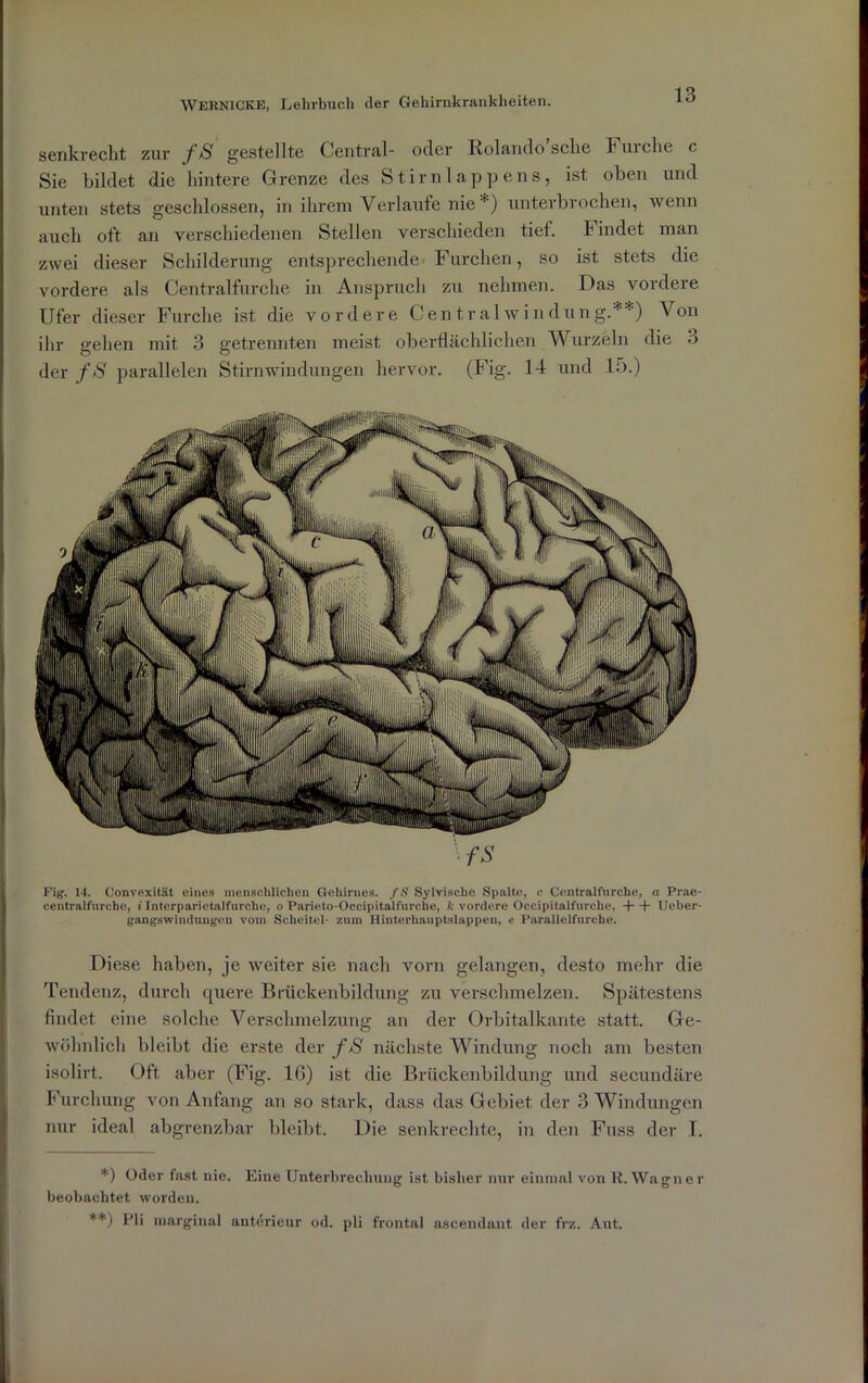 senkrecht zur fS gestellte Central- oder Rolando’sche Furche c Sie bildet die hintere Grenze des Stirnlappens, ist oben und unten stets geschlossen, in ihrem Verlaufe nie *) unterbrochen, wenn auch oft an verschiedenen Stellen verschieden tief. Findet man zwei dieser Schilderung entsprechende Furchen, so ist stets die vordere als Centralfurche in Anspruch zu nehmen. Das vordere Ufer dieser Furche ist die vordere Central Windung.**) Von ihr gehen mit 3 getrennten meist oberflächlichen Wurzeln die 3 der fS parallelen Stirnwindungen hervor. (Fig. 14 und 15.) Fig. 14. Convexität eines menschlichen Gehirnes. fS Sylvische Spalte, c Centralfurche, a Prae- centralfurcho, i Interparietalfurche, o Parieto-Occipitalfurche, k vordere Occipitalfurche, ++ Ueber- gangswindungen vom Scheitel- zum Hinterhauptslappen, e Parallelfnrche. Diese haben, je weiter sie nach vorn gelangen, desto mehr die Tendenz, durch quere Brückenbildung zu verschmelzen. Spätestens findet eine solche Verschmelzung an der Orbitalkante statt. Ge- wöhnlich bleibt die erste der f S nächste Windung noch am besten isolirt. Oft aber (Fig. 16) ist die Brückenbildung und secundäre Furchung von Anfang an so stark, dass das Gebiet der 3 Windungen nur ideal abgrenzbar bleibt. Die senkrechte, in den Fuss der T. *) Oder fast nie. Eine Unterbrechung ist bisher nur einmal von R. Wagner beobachtet worden.