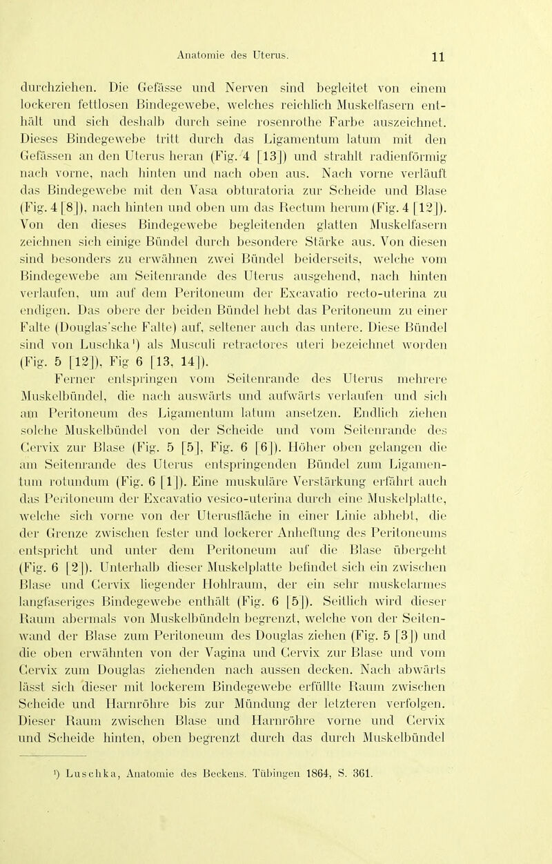 clui'cliziehen. Die Gefässe und Nerven sind begleitet von einem lockeren fettlosen Bindegewebe, welches reichlich Muskelfasern ent- hält und sich deshalb durch seine rosenrothe Farbe auszeichnet. Dieses Bindegewebe tritt durch das Ligamentum latum mit den Gefässen an den Uterus heran (Fig.'4 [13]) und strahlt radienförmig nach vorne, nach hinten und nach oben aus. Nach vorne verläuft das Bindegewebe mit den Vasa obturatoria zur Scheide und Blase (Fig. 4 [8]), nach hinten und oben um das Rectum herum (Fig. 4 [12]). Von den dieses Bindegewebe begleitenden glatten Äluskelfasern zeichnen sich einige Bündel durch besondere Stärke aus. Von diesen sind besonders zu erwähnen zwei Bündel beiderseits, welche vom Bindegewebe am Seitenrande des Uterus ausgehend, nach hinten verlaufen, um auf dem Peritoneum der Excavatio recto-uterina zu endigen. Das obere der beiden Bündel hebt das Peritoneum zu einer Falte (Douglas'sche Falte) auf, seltener auch das untere. Diese Bündel sind von Luschka') als Musculi retractores uteri bezeichnet worden (Fig. 5 [12]), Fig 6 [13, 141). Ferner entspringen vom Seitenrande des Uterus mehrere Muskelljündel, die nach auswärts und aufwärts verlaufen und sich ai;n Peritoneum des Ligamentum latum ansetzen. Endlich ziehen solche Muskelbündel von der Scheide und vom Seitenrande des Gervix zur Blase (Fig. 5 [5], Fig. 6 [6]). Höher oben gelangen die am Seitenrande des Uterus entspringenden Bündel zum Ligamen- tum rotundum (Fig. 6 [1]). Eine muskuläre Verstärkung erfährt auch das Peritoneum der Excavatio vesico-uterina durch eine Muskelplatte, welche sich vorne von der Ulerusfläche in einer Linie abhebl, die der Grenze zwischen fester und lockerer Anheftung des Peritoneums entspricht und unter dem Peritoneum auf die Blase übergeht (Fig. 6 [2]). Unterhalb dieser Äluskelplatte befindet sich ein zwischen Blase und Cervix liegender Hohlraum, der ein sehr muskelarmes langfaseriges Bindegewebe enthält (Fig. 6 [5]). Seitlich wird dieser Raum abermals von Muskelbündeln begrenzt, welche von der Seiten- wand der Blase zum Peritoneum des Douglas ziehen (Fig. 5 [31) und die oben erwähnten von der Vagina und Gervix zur Blase und vom Gervix zum Douglas ziehenden nach aussen decken. Nach abwärts lässt sich dieser mit lockerem Bindegewebe erfüllte Raum zwischen Scheide und Harnröhre bis zur Mündung der letzteren verfolgen. Dieser Raum zwischen Blase und Harnröhre vorne und Gervix und Scheide hinten, oben begrenzt durch das durch Muskelbündel ') Lusclika, Anatomie des Beckens. Tiitiinyen 1864, S. 361.