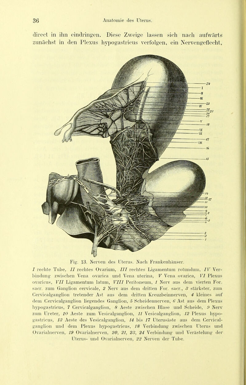 direct in ihn eindringen. Diese Zweige lassen sich nach aufwärts zunächst in den Plexus hypogastricus verfolgen, ein Nervengeflecht, Fig. 13. Nerven des Uterus. Nacli Fraukenlräuser. I rechte Tube, II rechtes Ovariuna, III rechtes Ligamentum rotundum, IV Ver- bindung zwischen Vena ovarica und Vena uterina, V Vena ovarica, VI Plexus ovaricus, VII Ligamentum latum, VIII Peritoneum, 1 Nerv aus dem vierten For. sacr. zum Ganglion cervicale, 2 Nerv aus dem dritten For. sacr., 3 stärkster, zum Cervicalganglion tretender Ast aus dem dritten Kreuzbeinnerven, 4 kleines auf dem Cervicalganglion liegendes Ganglion, 5 Scheidennerven, G Ast aus dem Plexus hypogastricus, 7 Cervicalganglion, 8 Aeste zwischen Blase und Scheide, 9 Nerv zum Ureter, 10 Aeste zum Vesicalganglion, 11 Vesicalgangiion, 12 Plexus hypo- gastricus, 13 Aeste des Vesicalganglion, 14 bis 17 Uterusäste aus dem Cervical- ganglion und dem Plexus hypogastricus, 18 Verbindung zwischen Uterus und Ovarialnerven, 19 Ovarialnerven, 20, 21, 23, 24 Verbindung und Verästelung der Uteras- und Ovarialnerven, 22 Nerven der Tube.