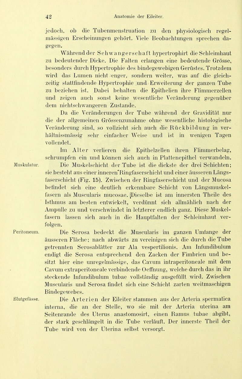 jedoch, ob die Tubenmenstrnation zu den physiologisch regel- mässigen Erscheinungen gehört. Viele Beobachtungen sprechen da- gegen. Während der Schwangerschaft hypertrophirt die Schleimhaut zu bedeutender Dicke. Die Falten erlangen eine bedeutende Grösse, besonders durch Hypertrophie des bindegewebigen Gerüstes. Trotzdem wird das Lumen nicht enger, sondern weiter, was auf die gleich- zeitig stattfindende Hypertrophie und Erweiterung der ganzen Tube zu beziehen ist. Dabei behalten die Epithelien ihre Flimmerzellen und zeigen auch sonst keine wesentliche Veränderung gegenüber dem nichtschwangeren Zustande. Da die Veränderungen der Tube während der Gravidität nur die der allgemeinen Grössenzunahme ohne wesentUche histologische Veränderung sind, so vollzieht sich auch die Rückbildung in ver- hältnissmässig sehr einfacher Weise und ist in wenigen Tagen vollendet. Im Alter verlieren die Epithelzellen ihren Flimmerbelag, schrumpfen ein und können sich auch in Plattenepithel verwandeln. Muskulatui-. Die Muskelschicht der Tube ist die dickste der drei Schichten; sie besteht aus einer inneren'Ringfaserschicht und einer äusseren Längs- faserschicht (Fig. 15). Zwischen der Ringfaserschicht und der Mucosa befindet sich eine deutlich erkennbare Schicht von Längsmuskel- fasern als Muscularis mucosae. [Dieselbe ist am innersten Theile des Isthmus am besten entwickelt, verdünnt sich allmählich nach der Ampulle zu und verschwindet in letzterer endlich ganz. Diese Muskel- fasern lassen sich auch in die Hauptfalten der Schleimhaut ver- folgen. Peritoneum. Die Serosa bedeckt die Muscularis im ganzen Umtange der äusseren Fläche; nach abwärts zu vereinigen sich die durch die Tube getrennten Serosablätter zur Ala vespertilionis. Am Infundibulum endigt die Serosa entsprechend den Zacken der Fimbrien und be- sitzt hier eine unregelmässige, das Cavum intraperitoneale mit dem Cavum extraperitoneale verbindende Oeffnung, welche durch das in ihr steckende Infundibulum tubae vollständig ausgefüllt wird. Zwischen Muscularis und Serosa findet sich eine Schicht zarten weitmaschigen Bindegewebes. Blutgefässe. Die Arterien der Eileiter stammen aus der Arteria spermatica interna, die an der Stelle, wo sie mit der Arteria uterina am Seitenrande des Uterus anastomosirt, einen Ramus tubae abgibt, der stark geschlängelt in die Tube verläuft. Der innerste Theil der Tube wird von der Uterina selbst versorgt.